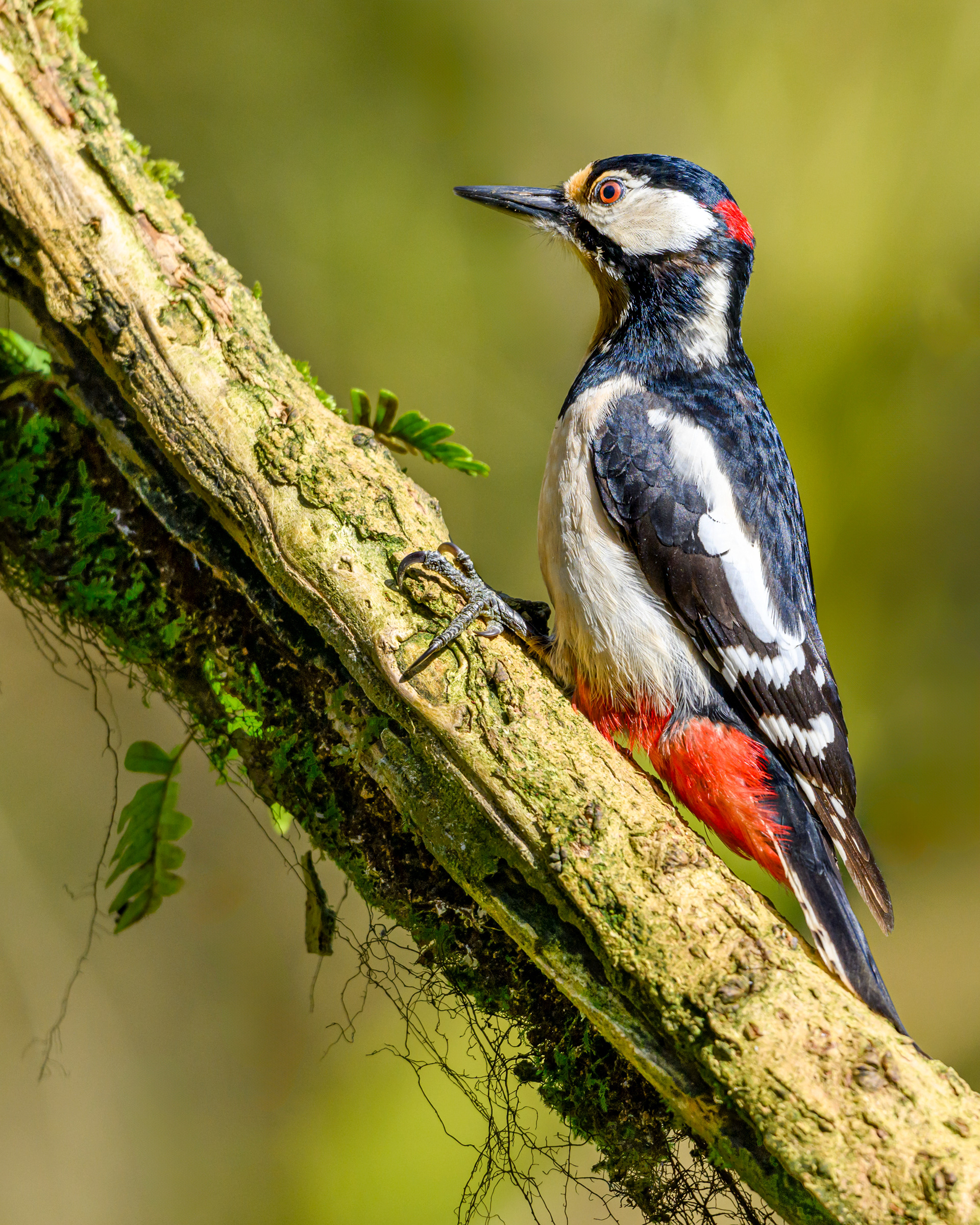 Male Great Spotted Woodpecker