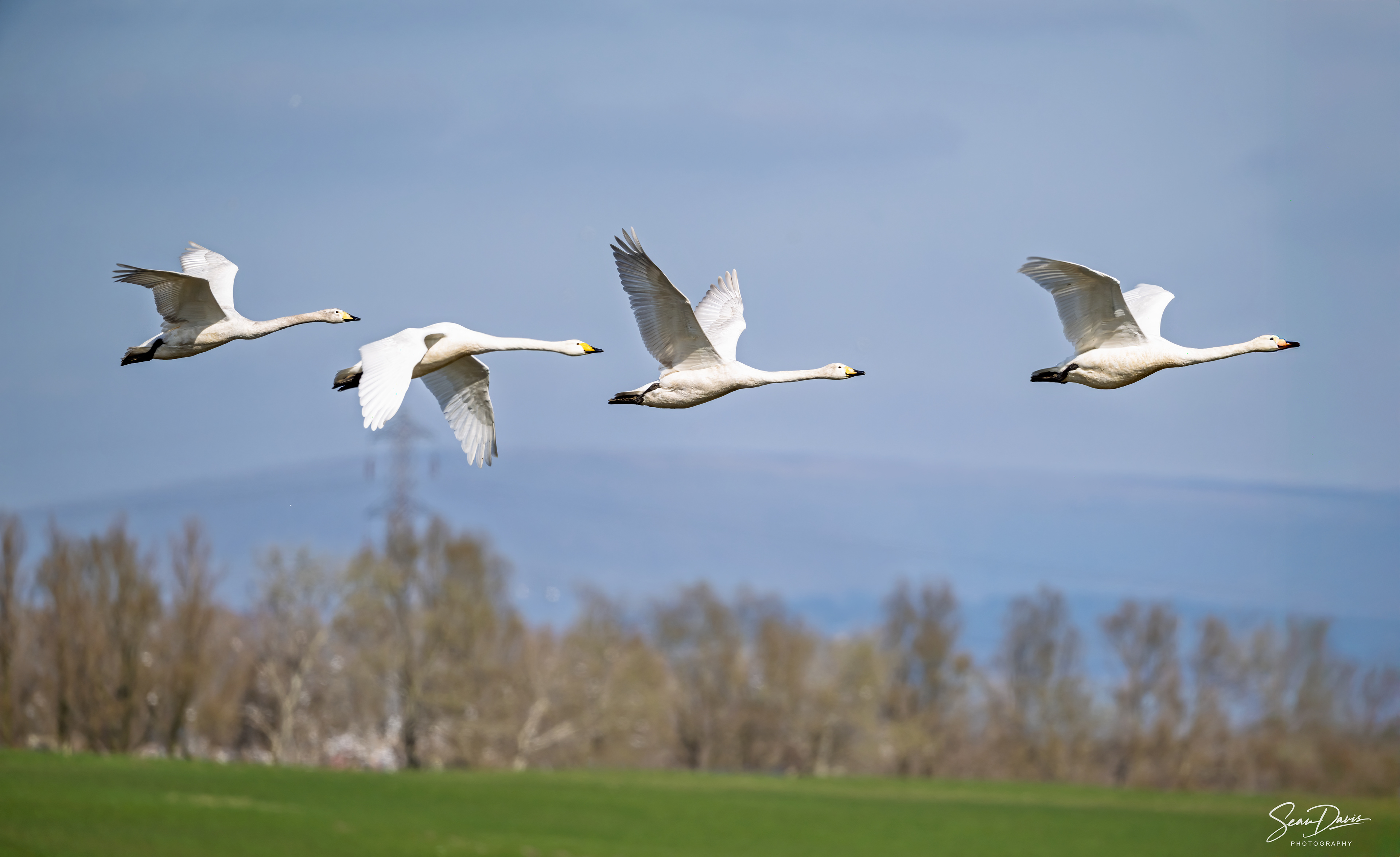 Whooper Swan