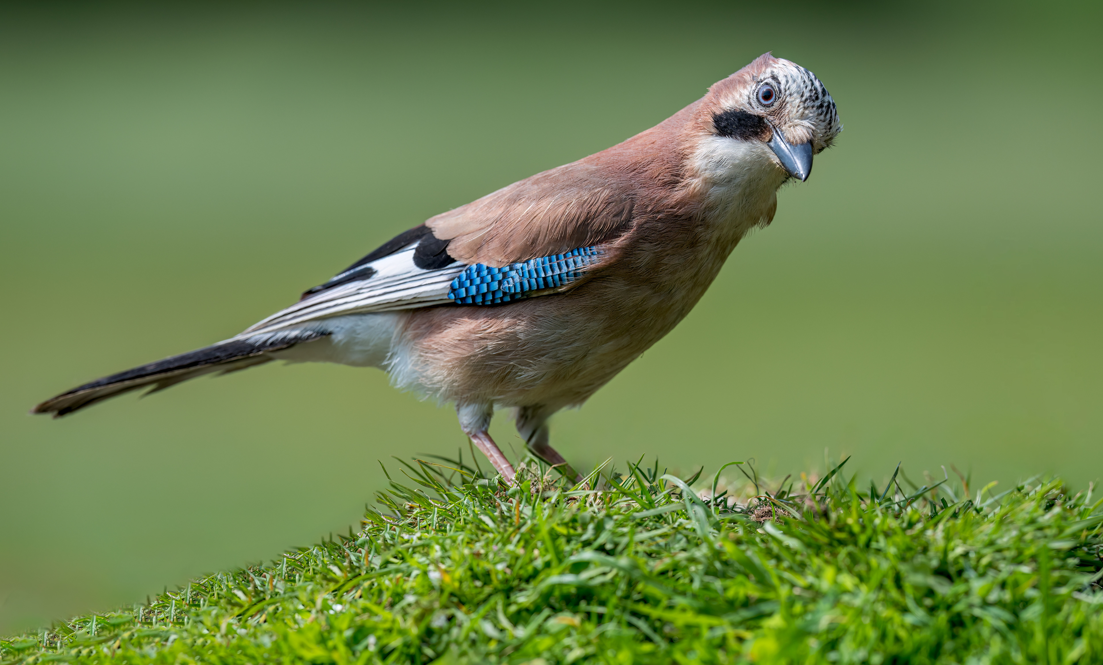 Jay