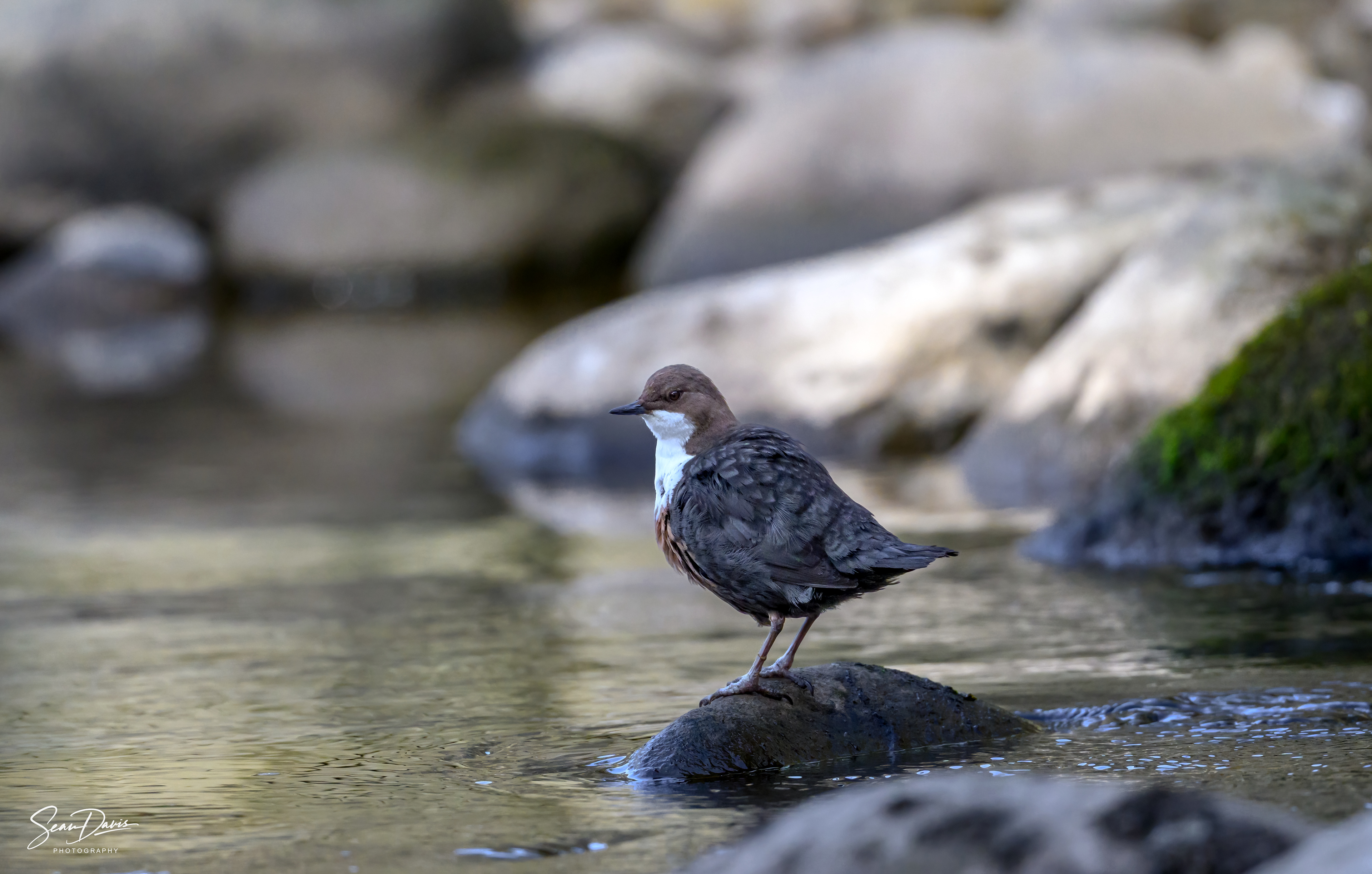 White Throated Dipper