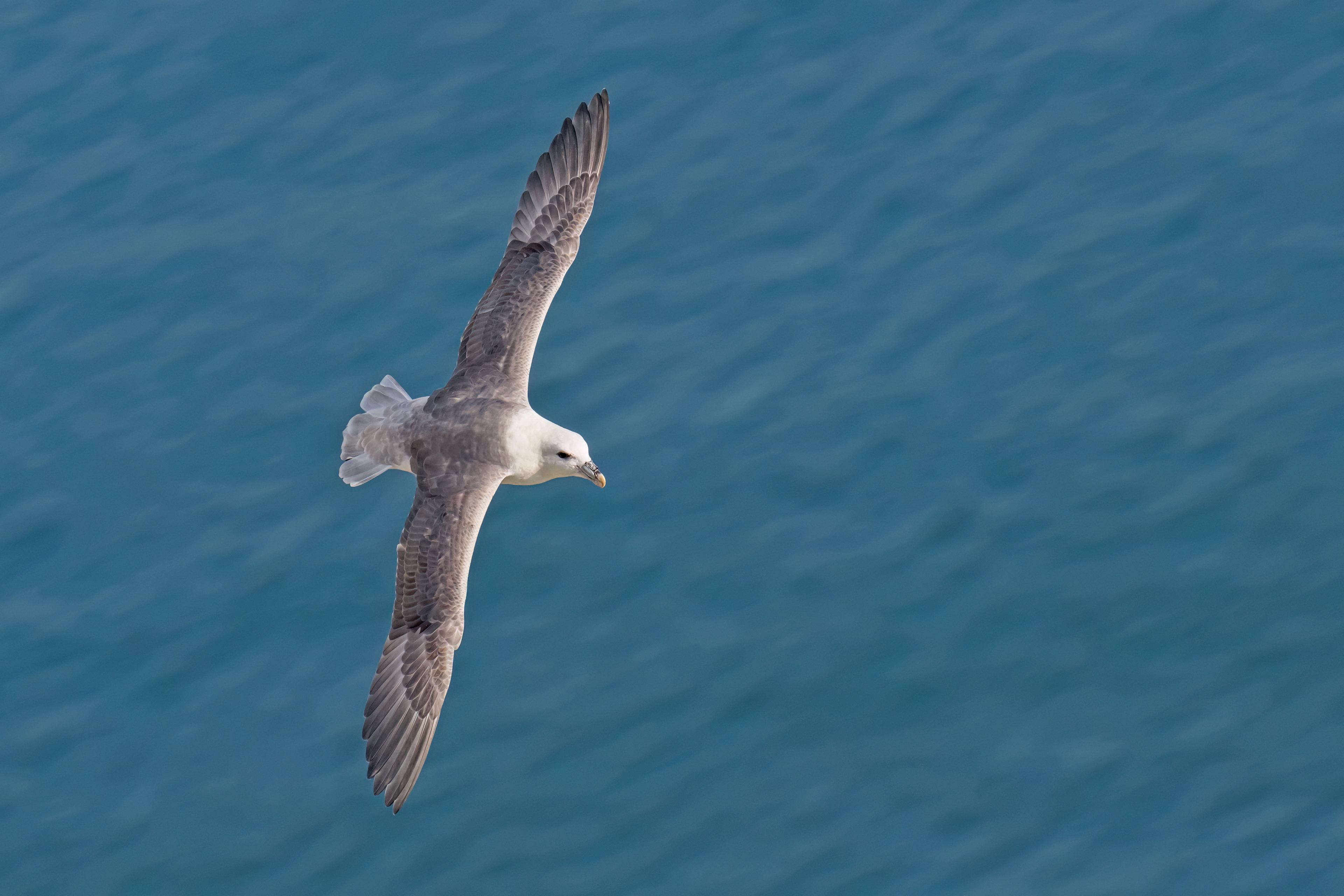 Northern Fulmar