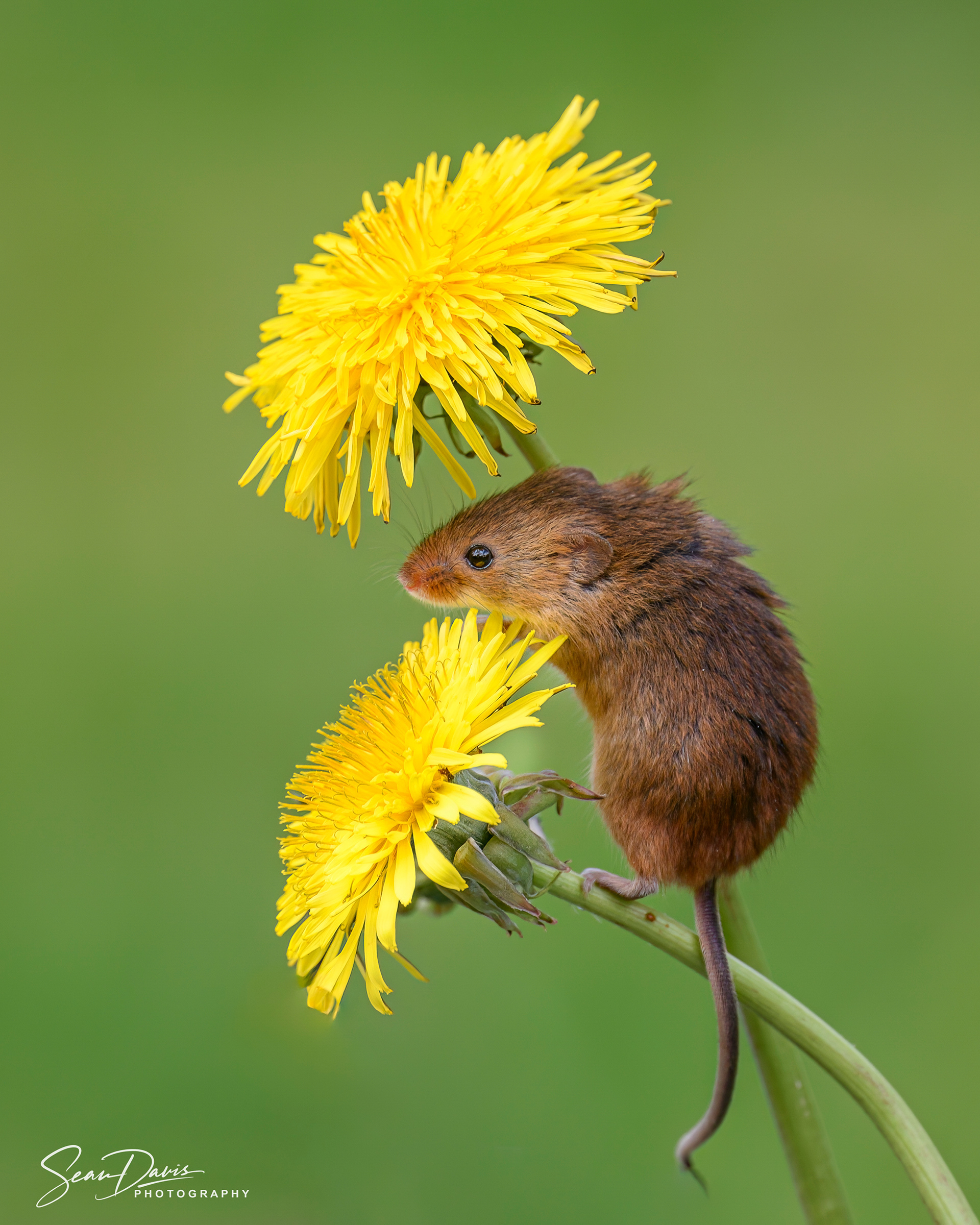 Harvest Mouse