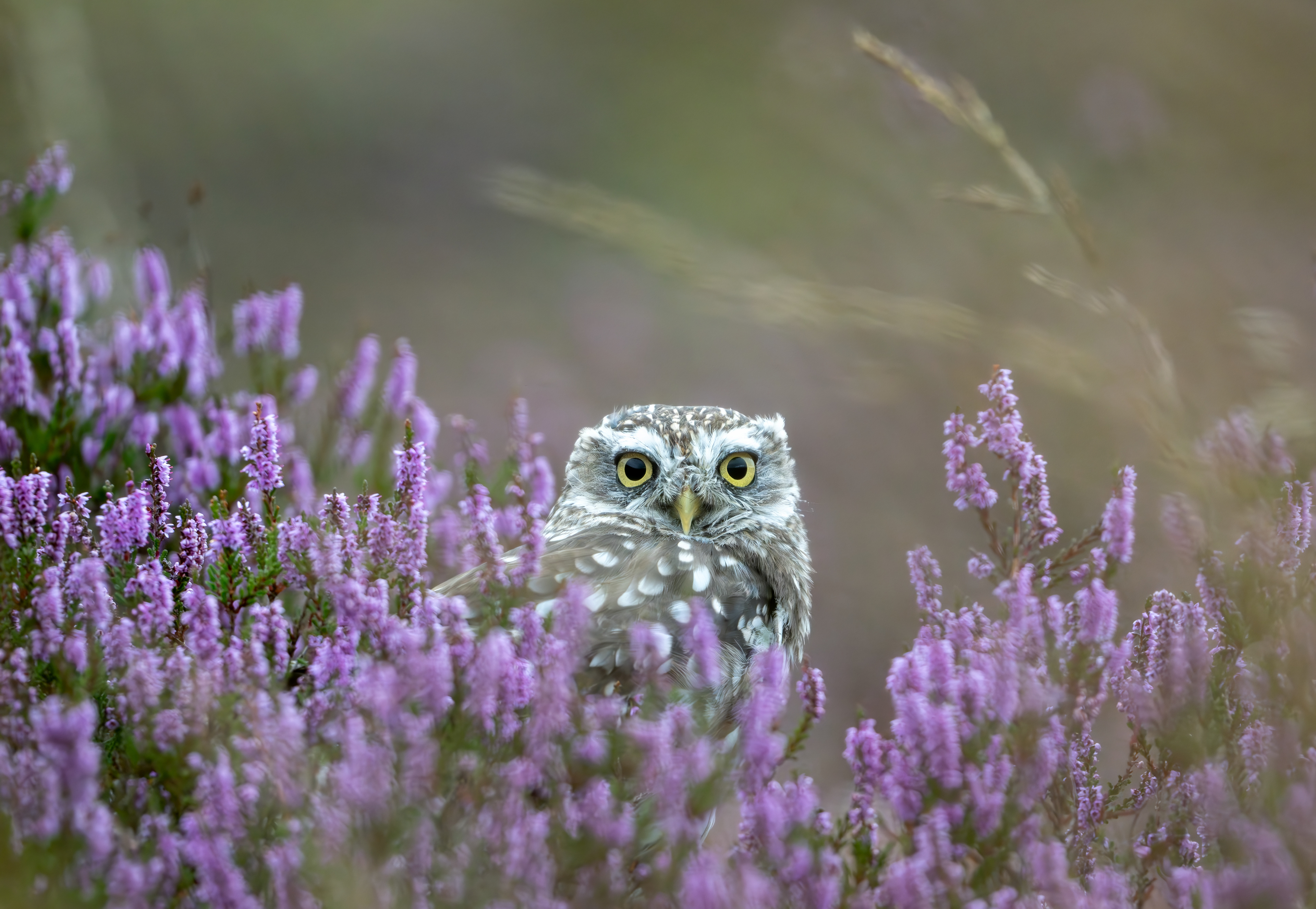 Little Owl