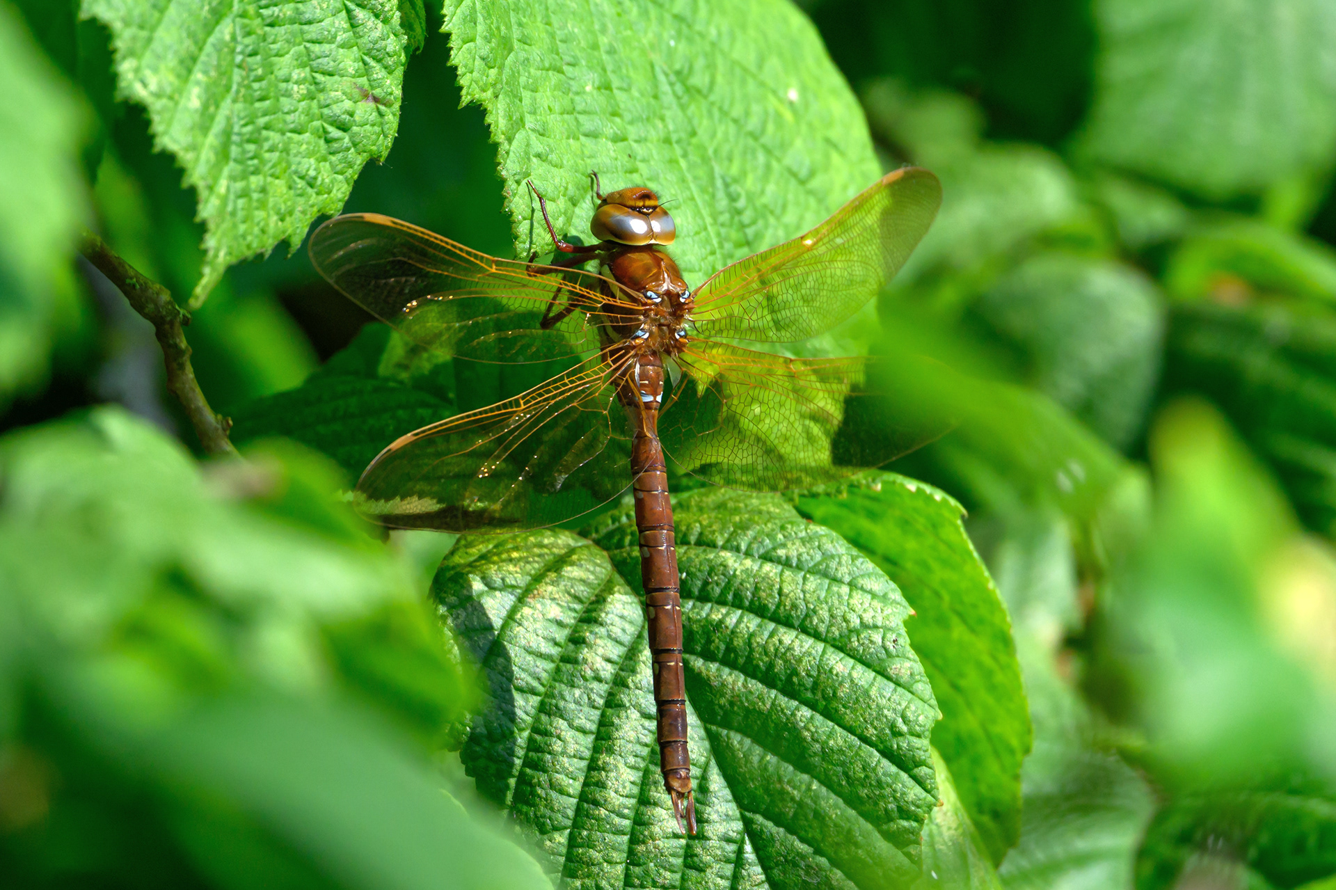 Brown Hawker