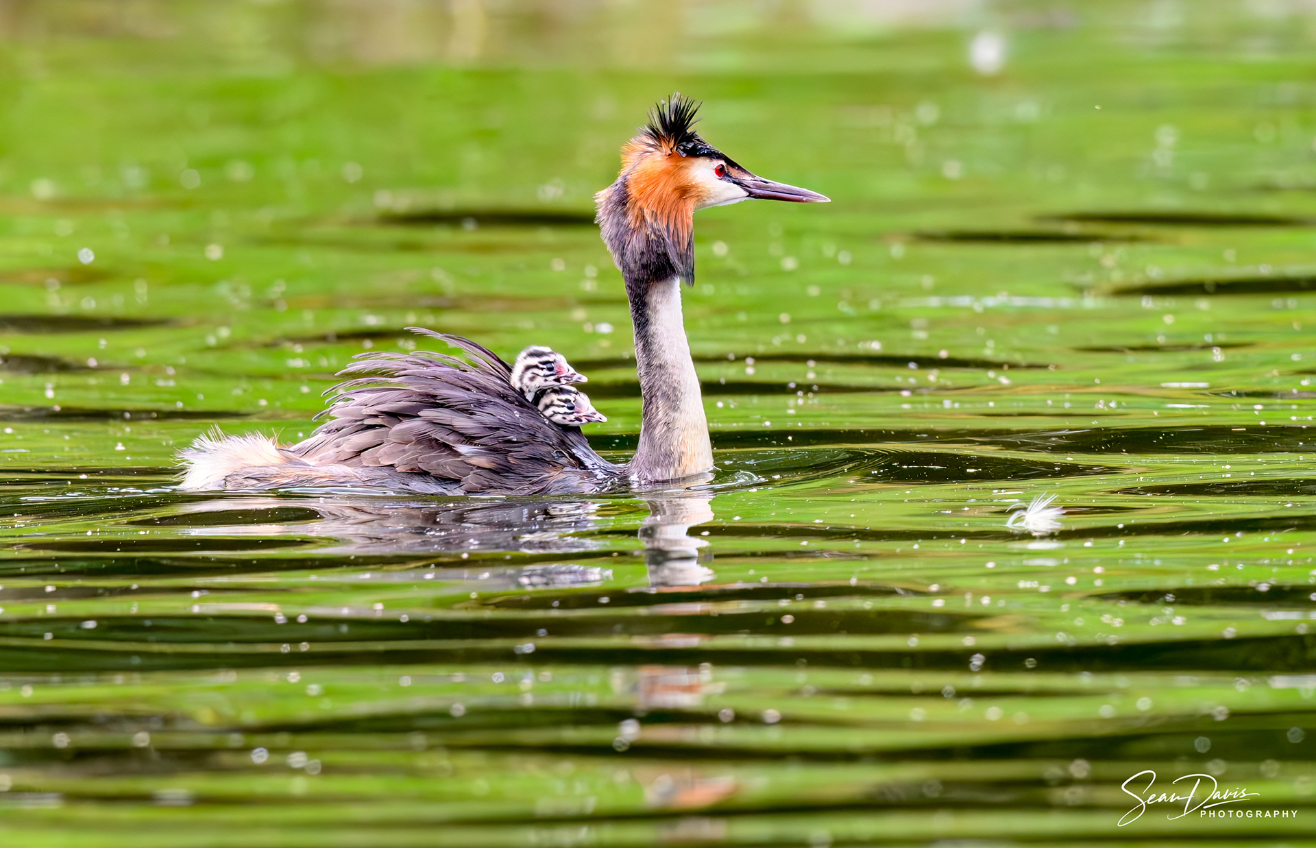 Adult & 2 Humbugs