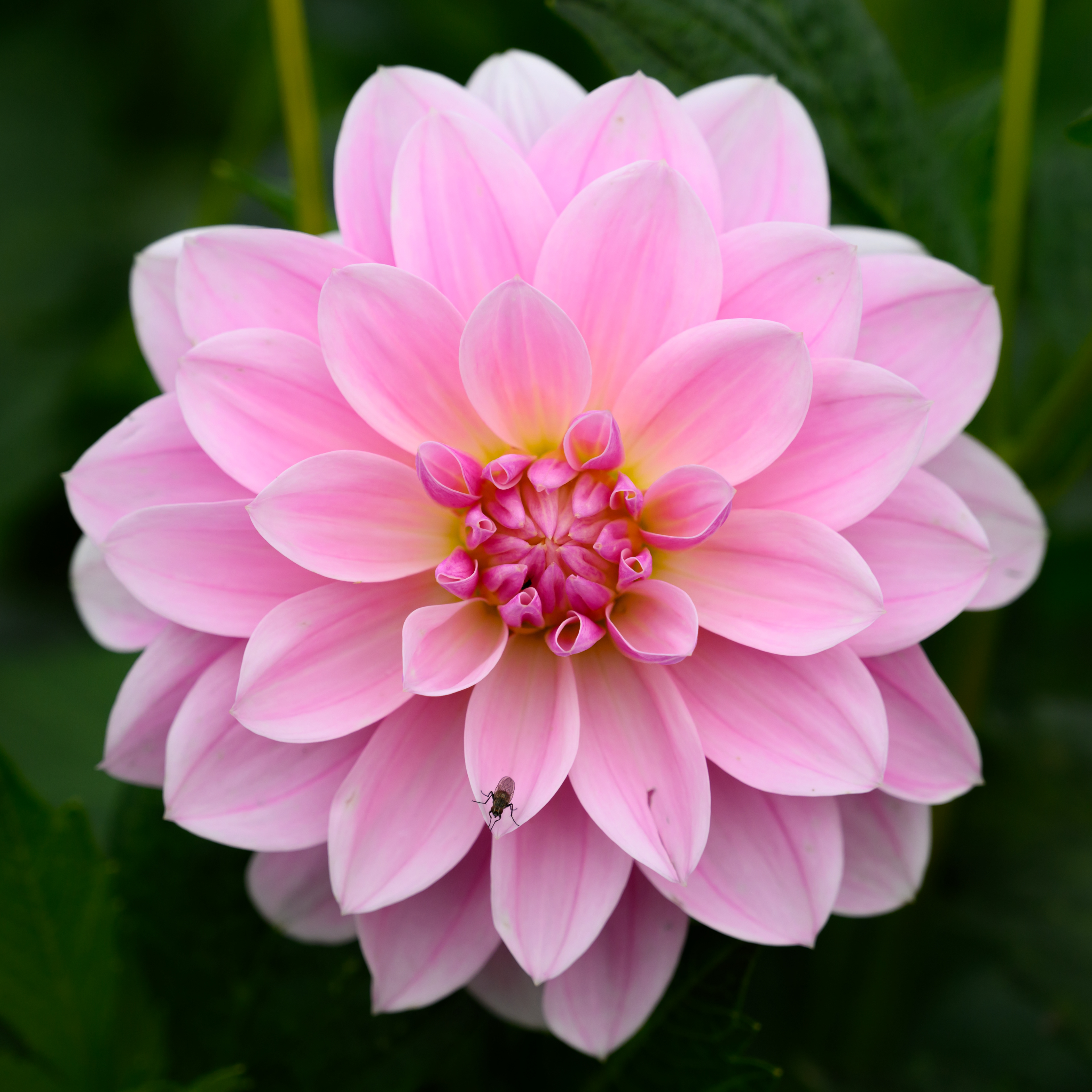 Dahlia