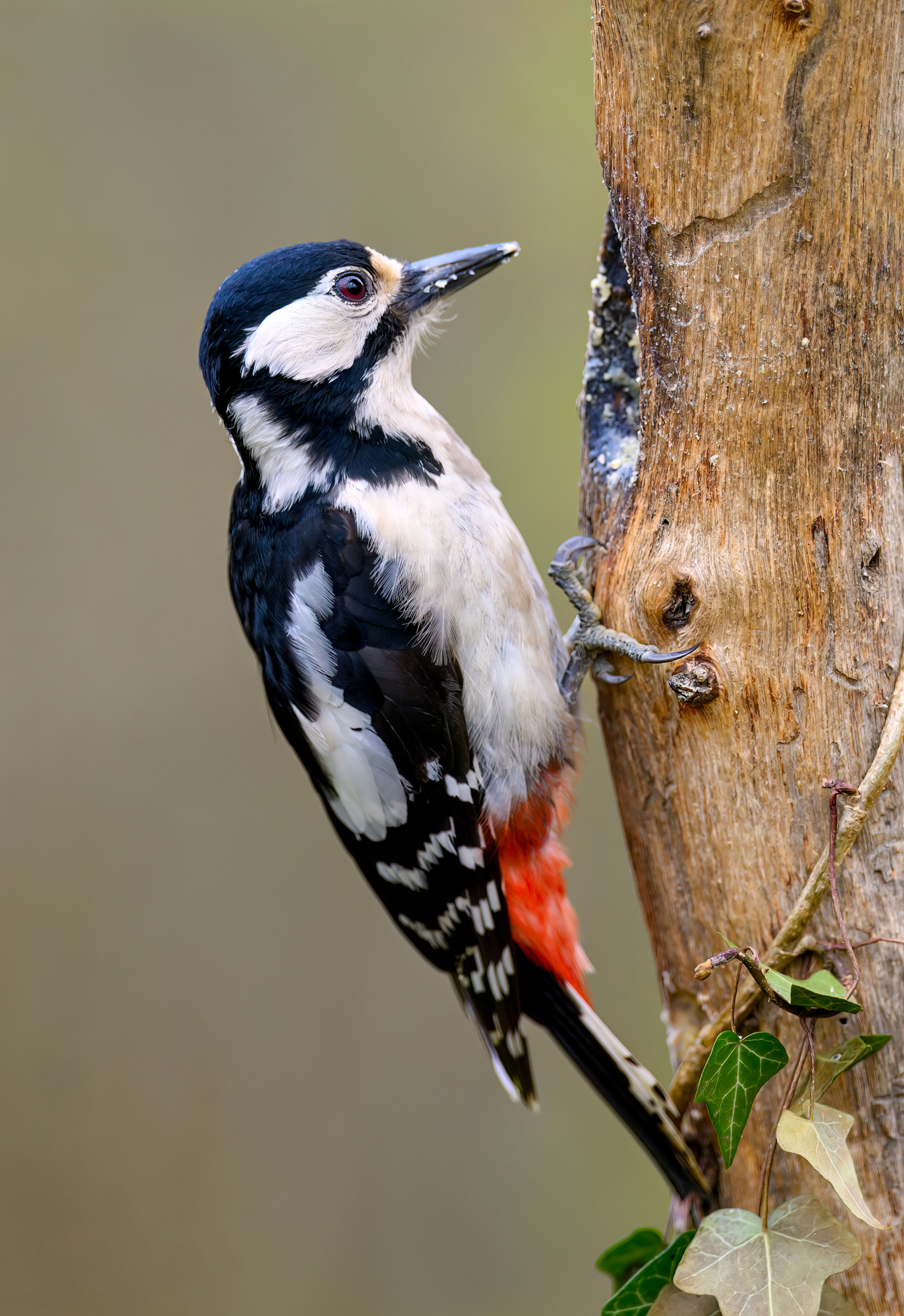 Female Great Spotted Woodpecker