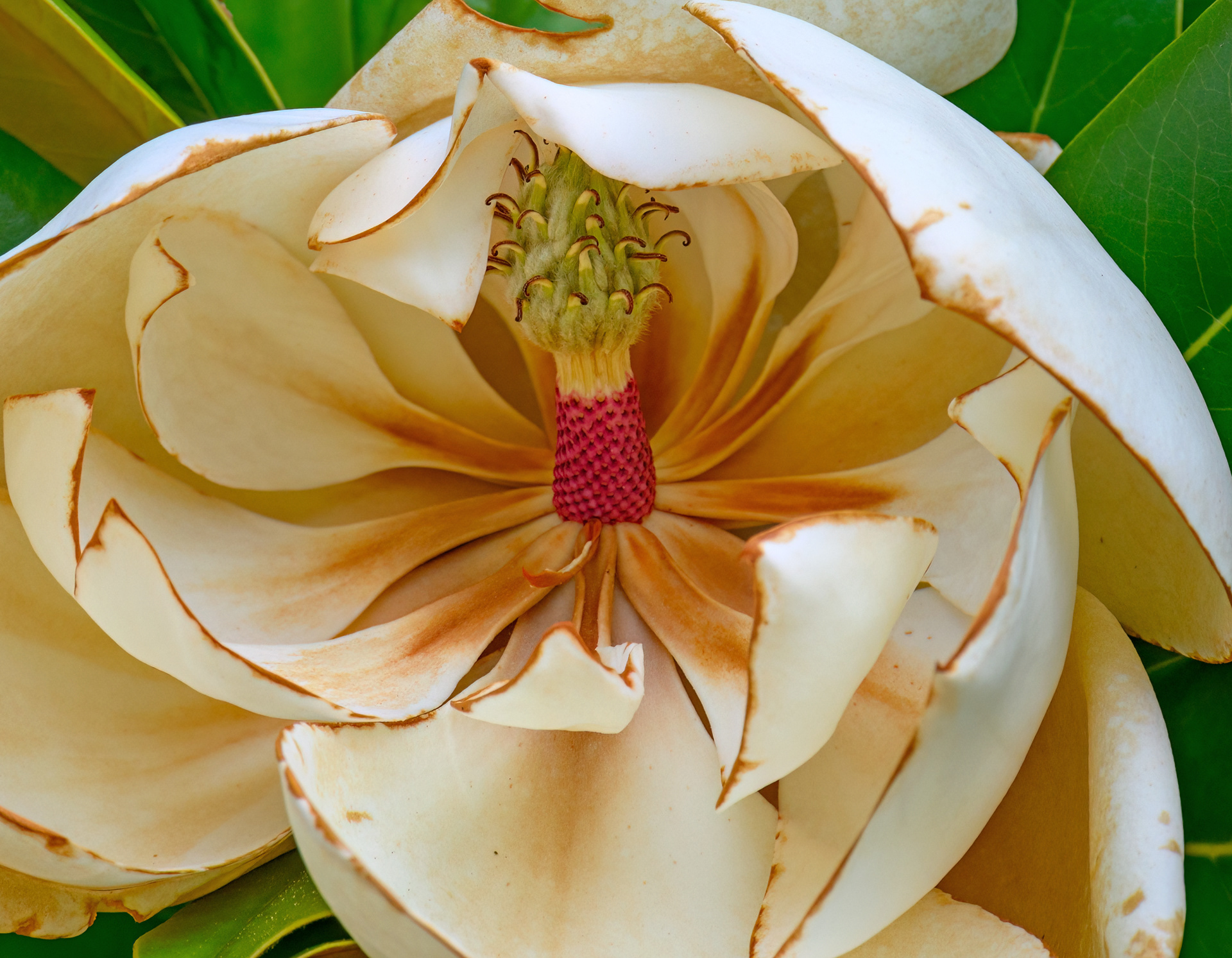 Magnolia