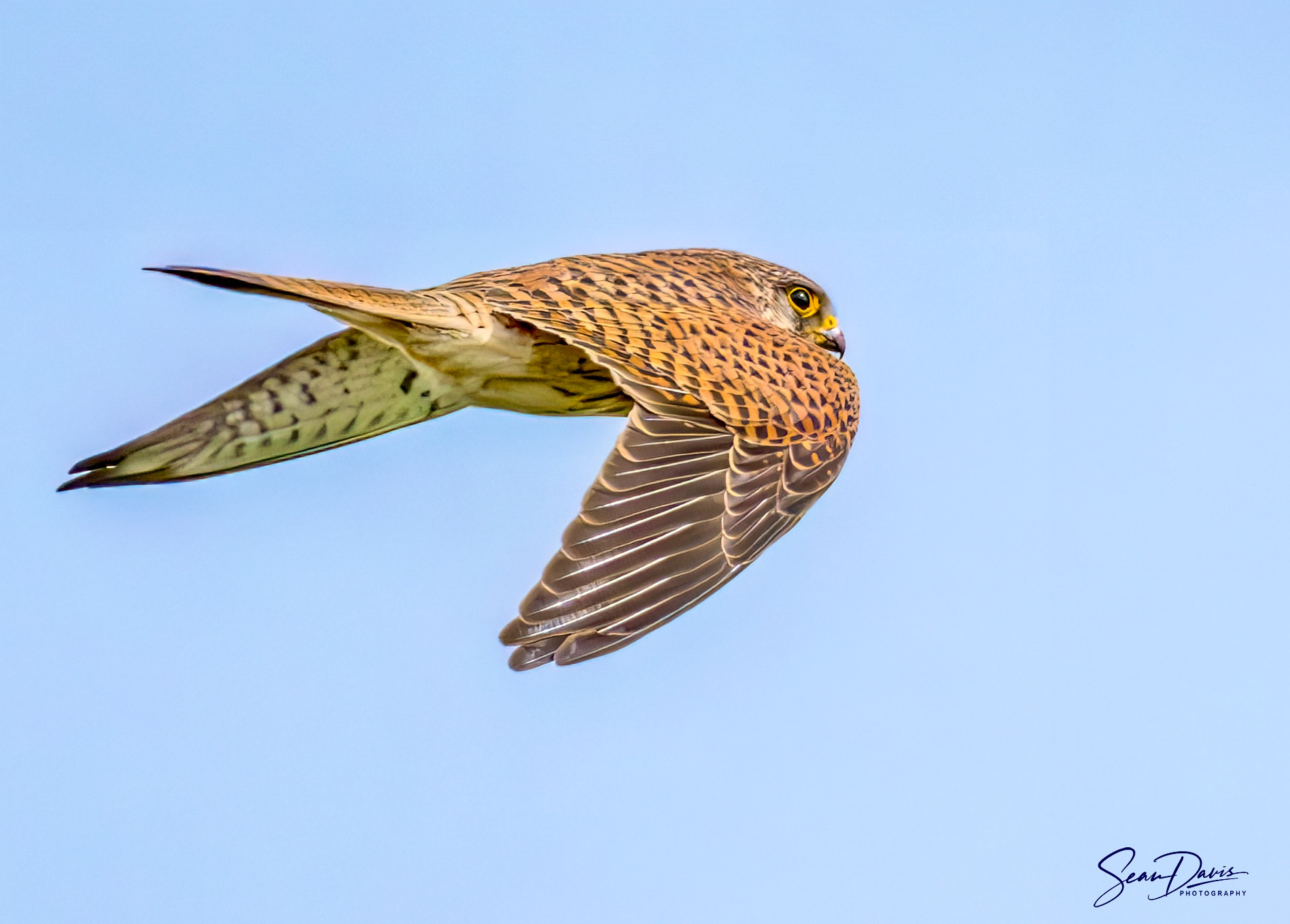 Kestrel