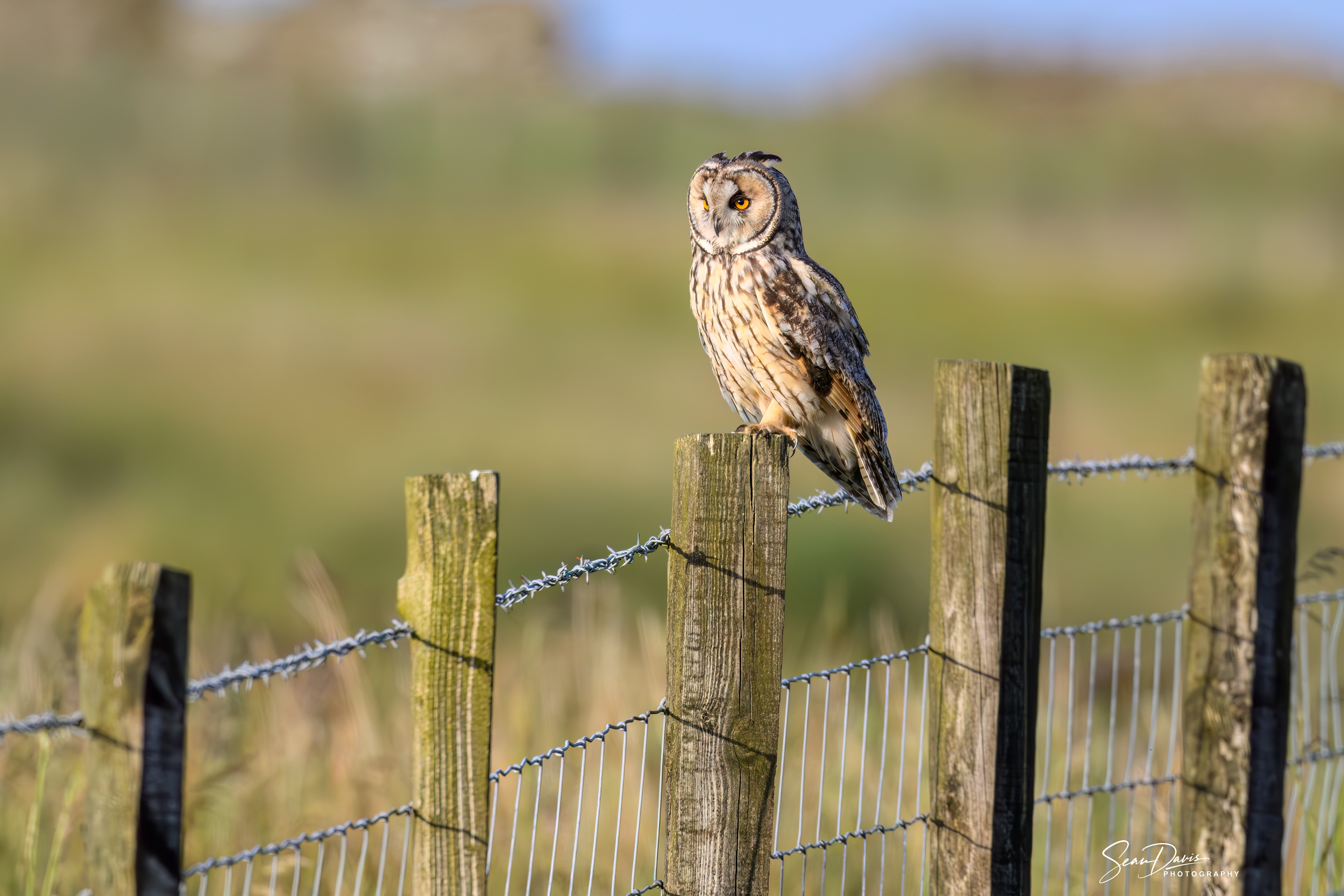 Long Eared Owl