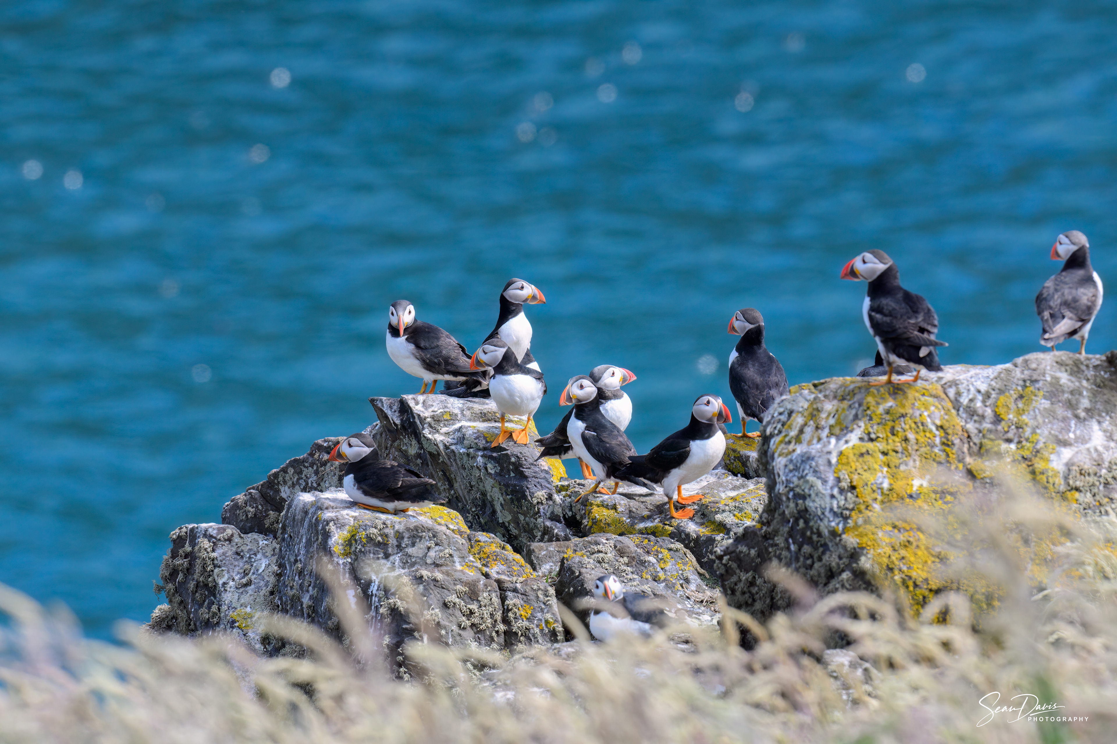 Puffins