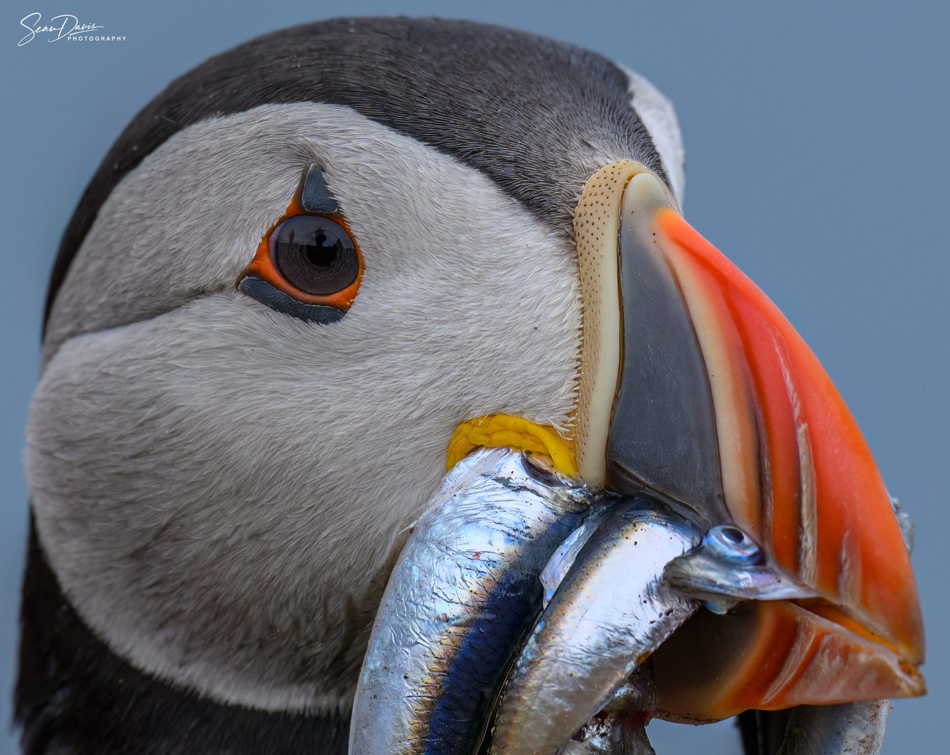 Puffin with sand eels
