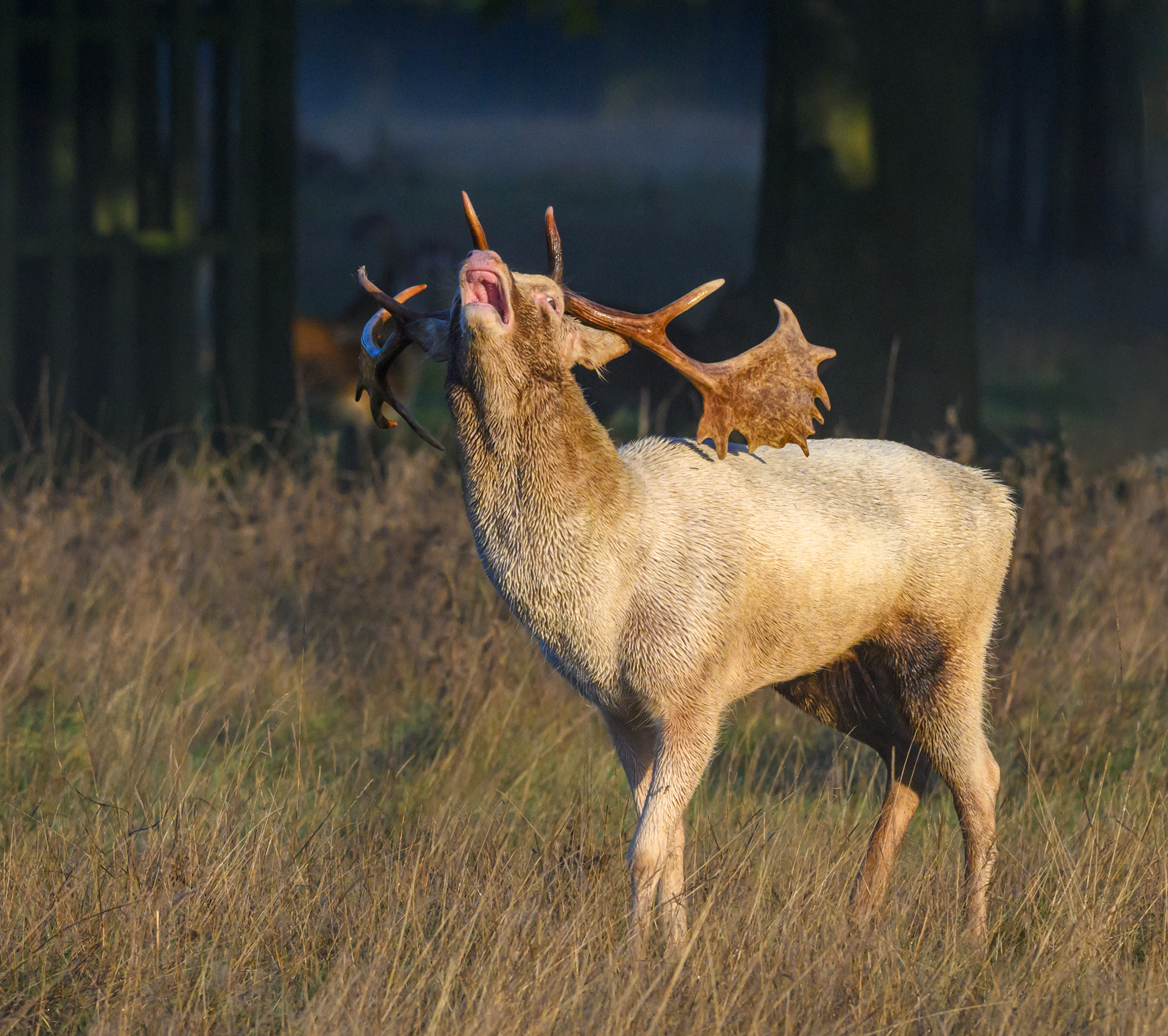 Fallow Deer