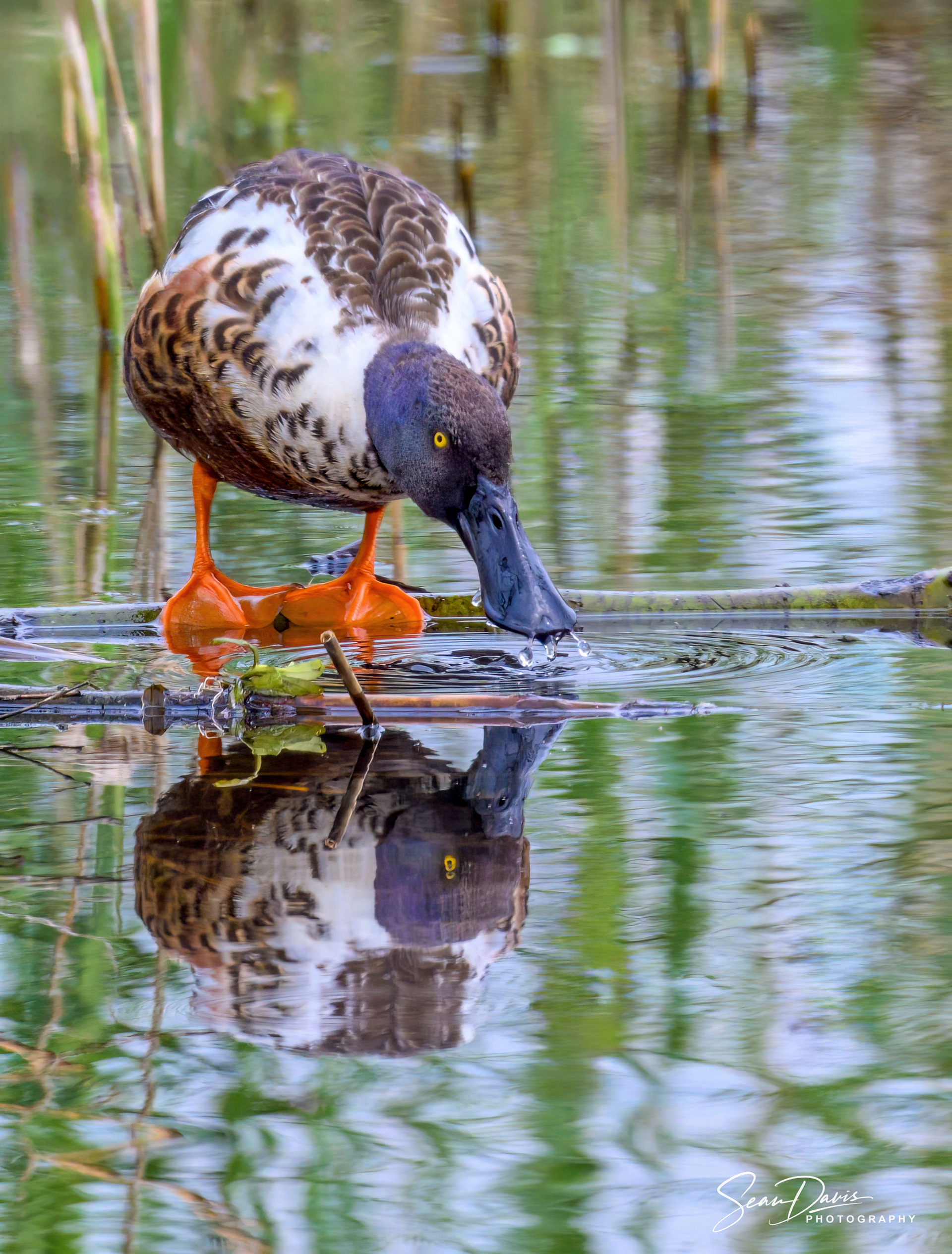 Northern Shoveler