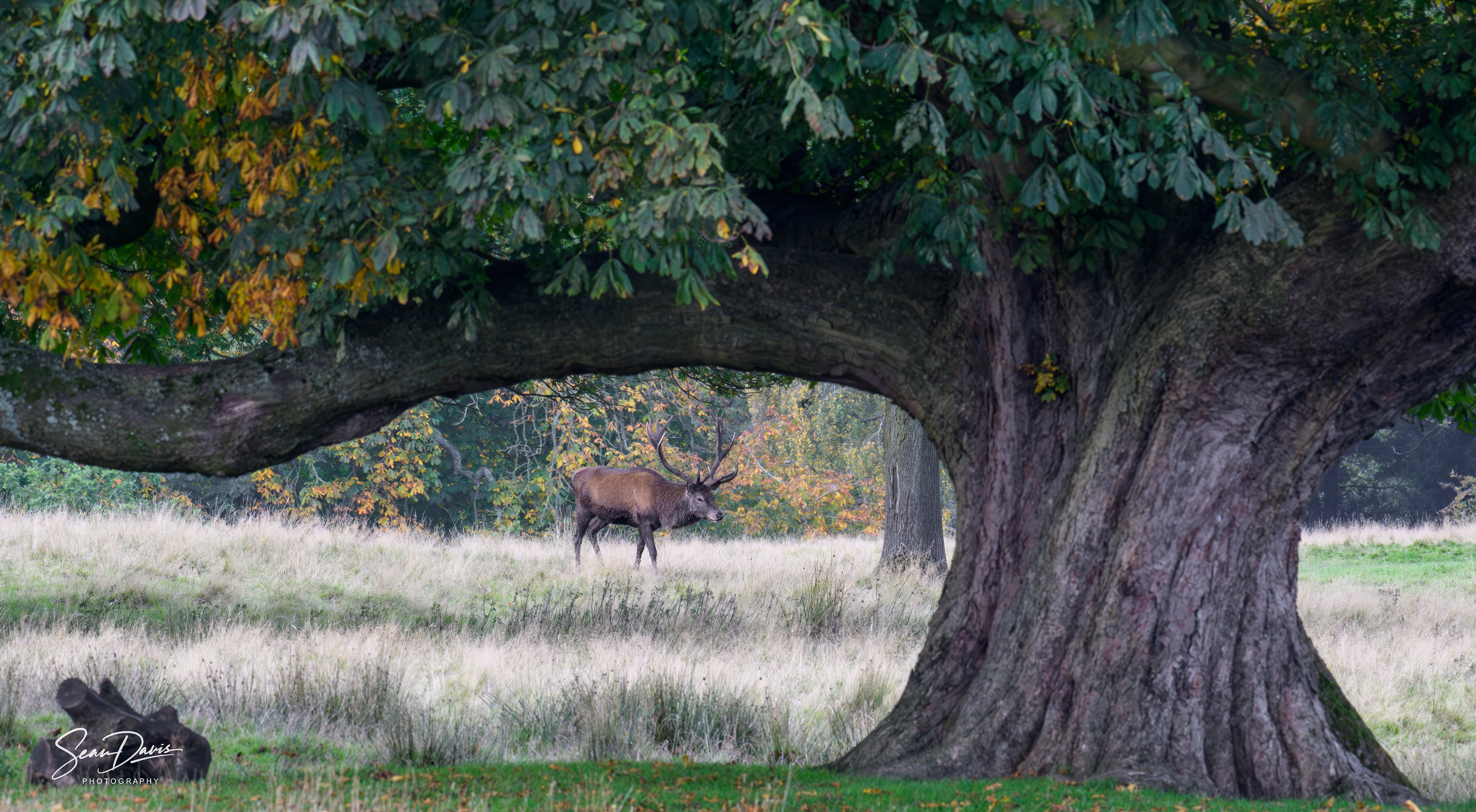 Red Deer