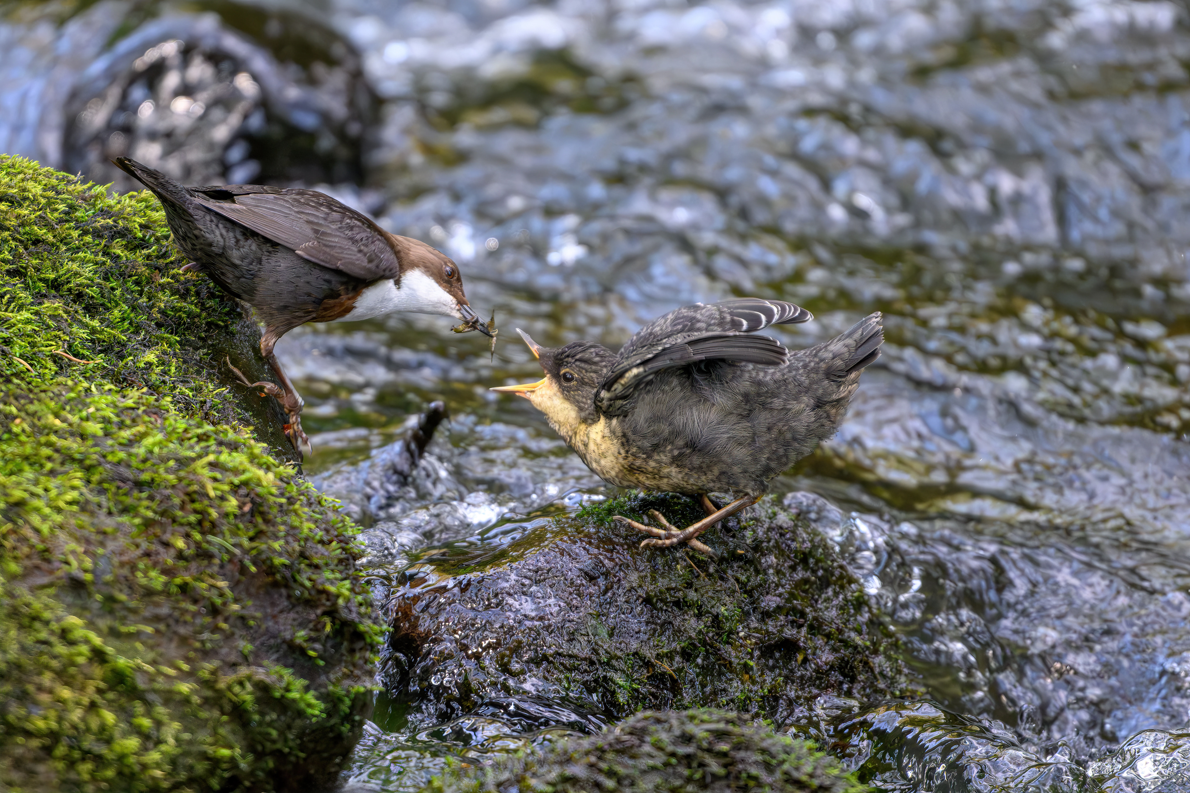 Adult & Juvenille Dipper