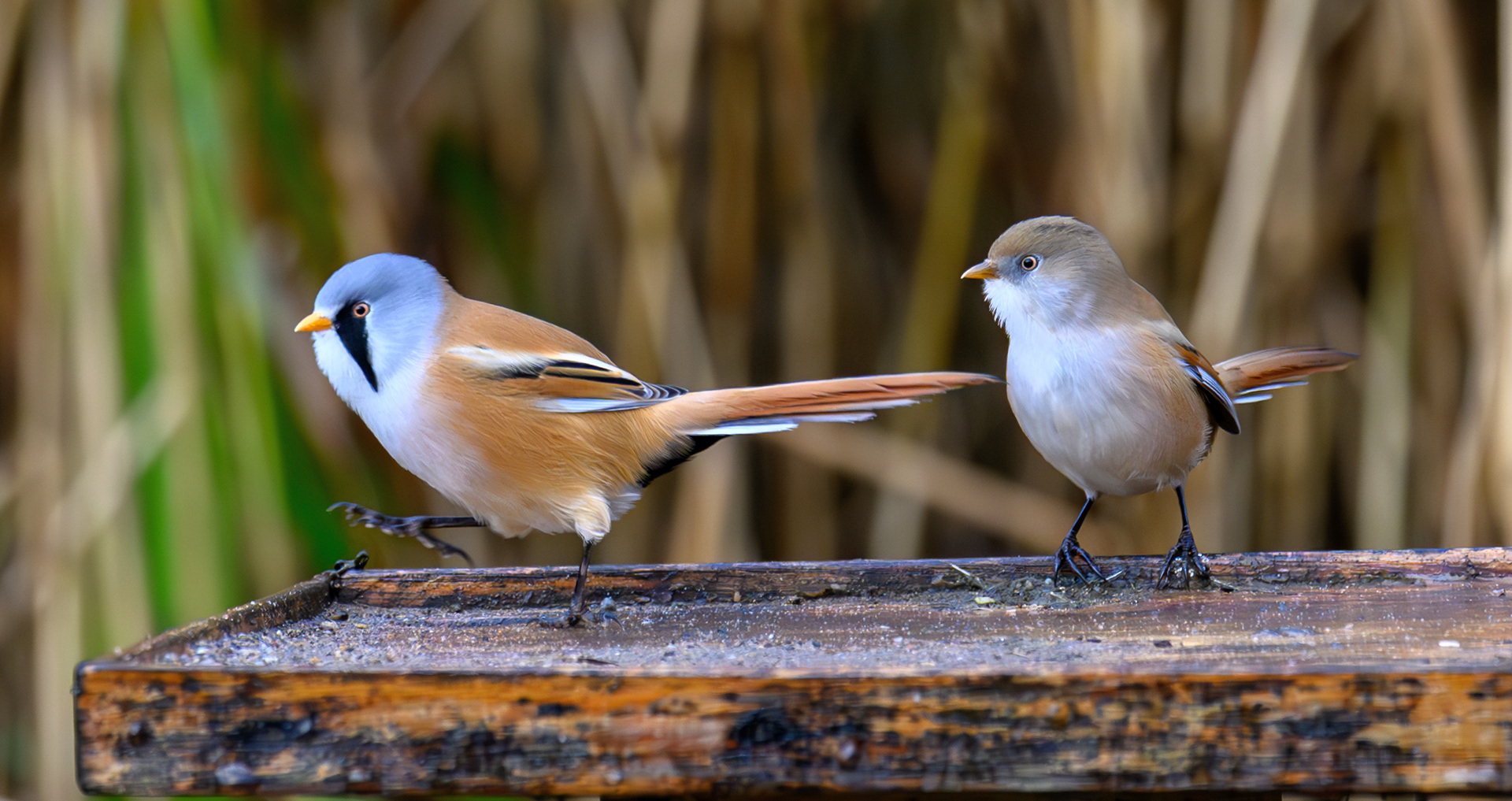 Bearded Tit