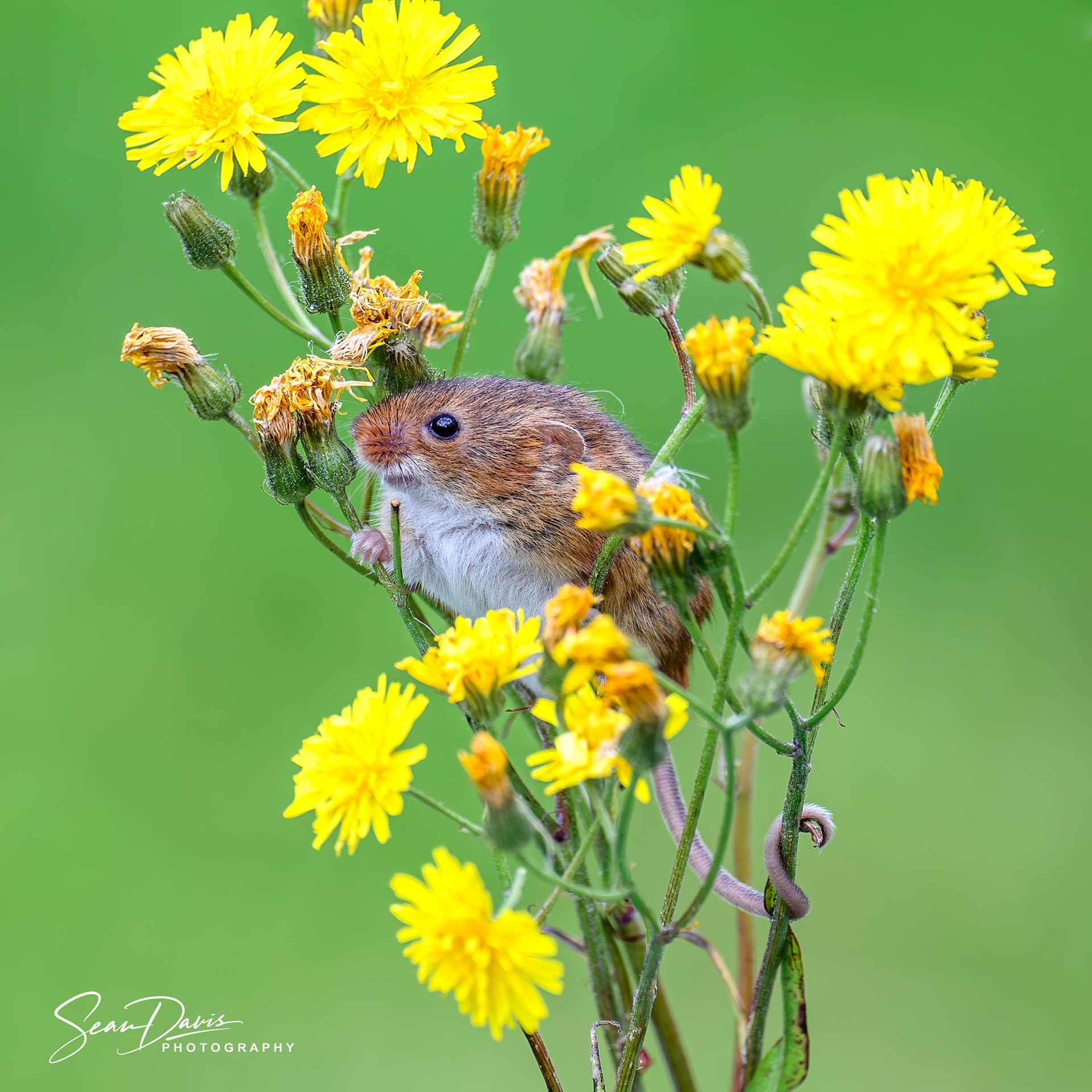 Harvest Mouse