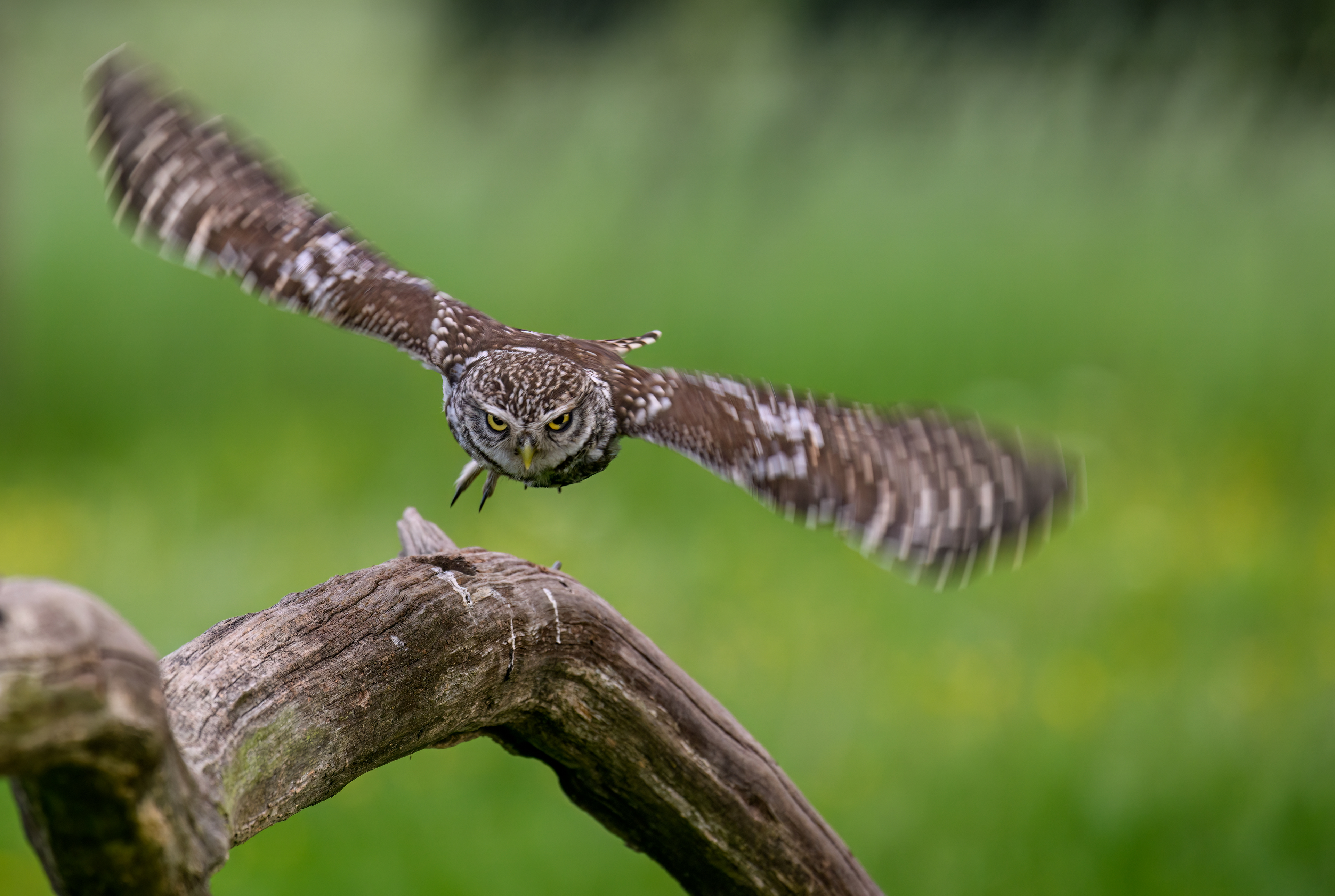 Little Owl