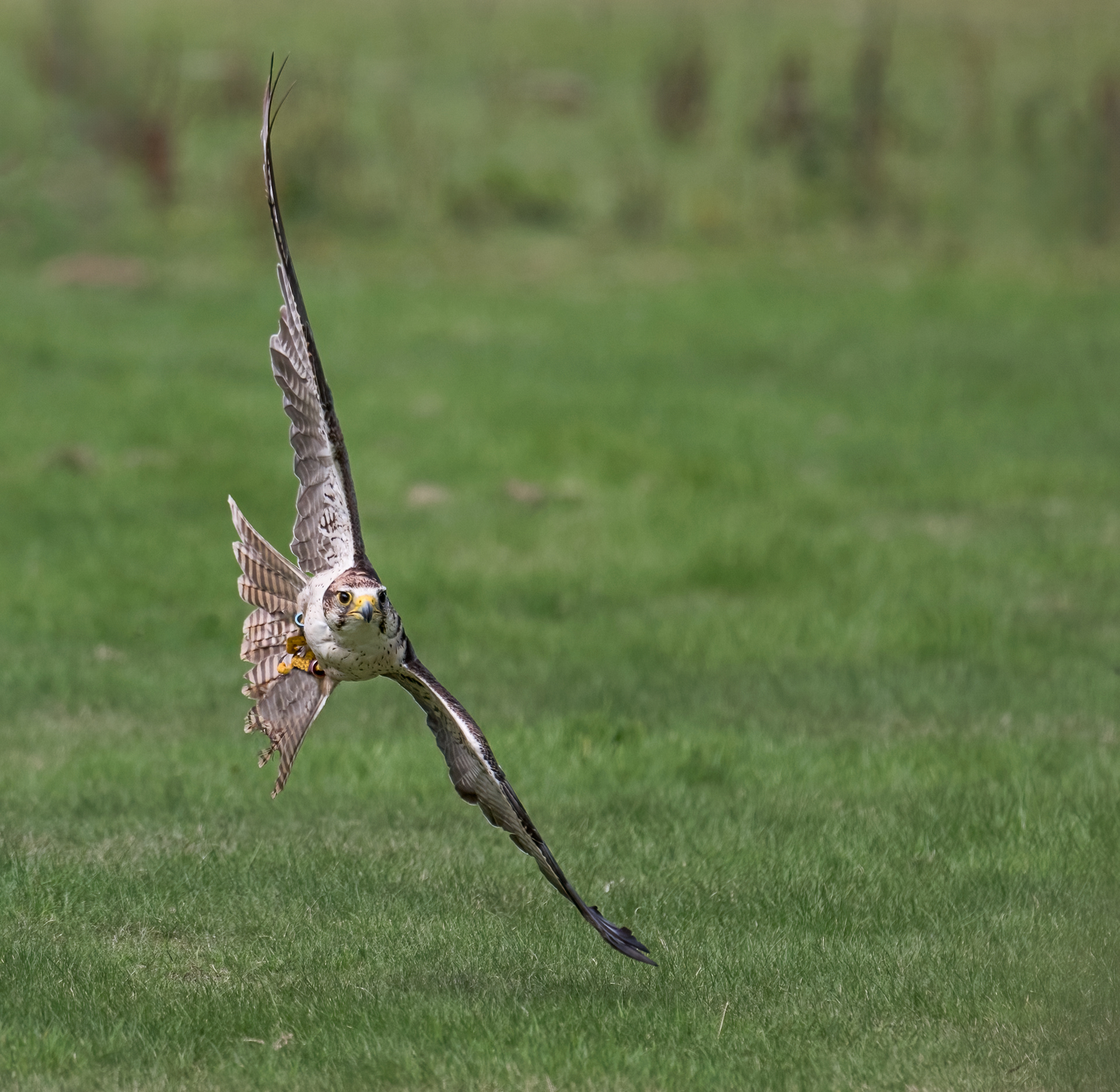 Lanner Falcon