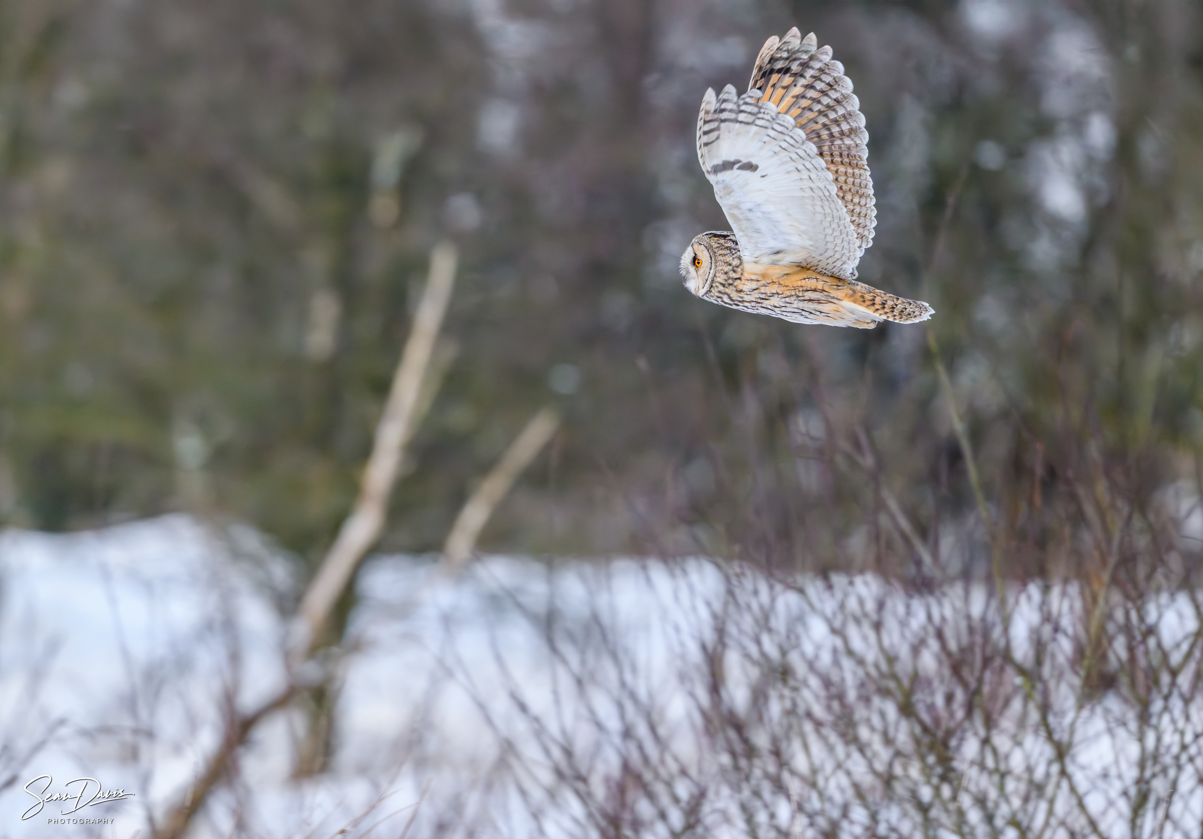 Barn Owl in the snow