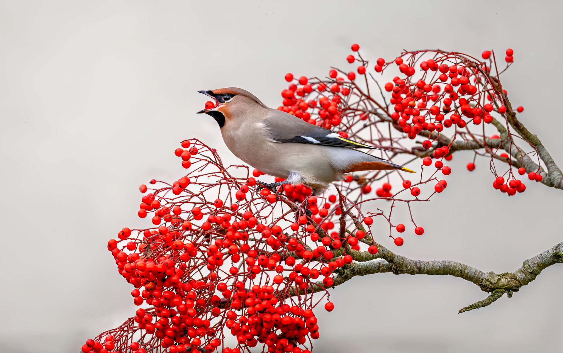Waxwing