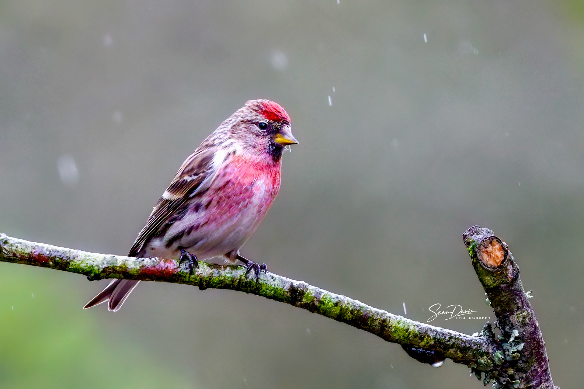 Redpoll