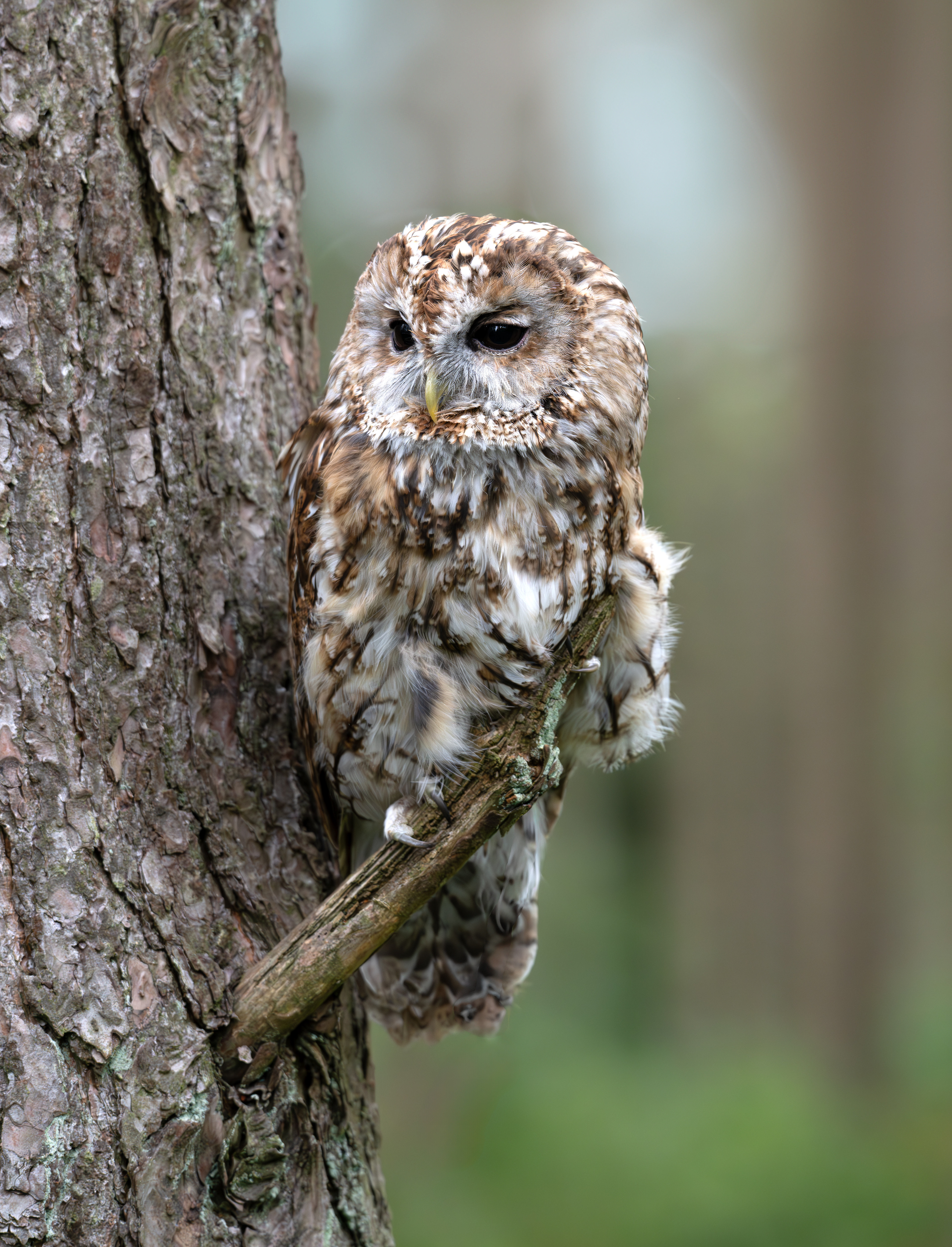 Tawny Owl