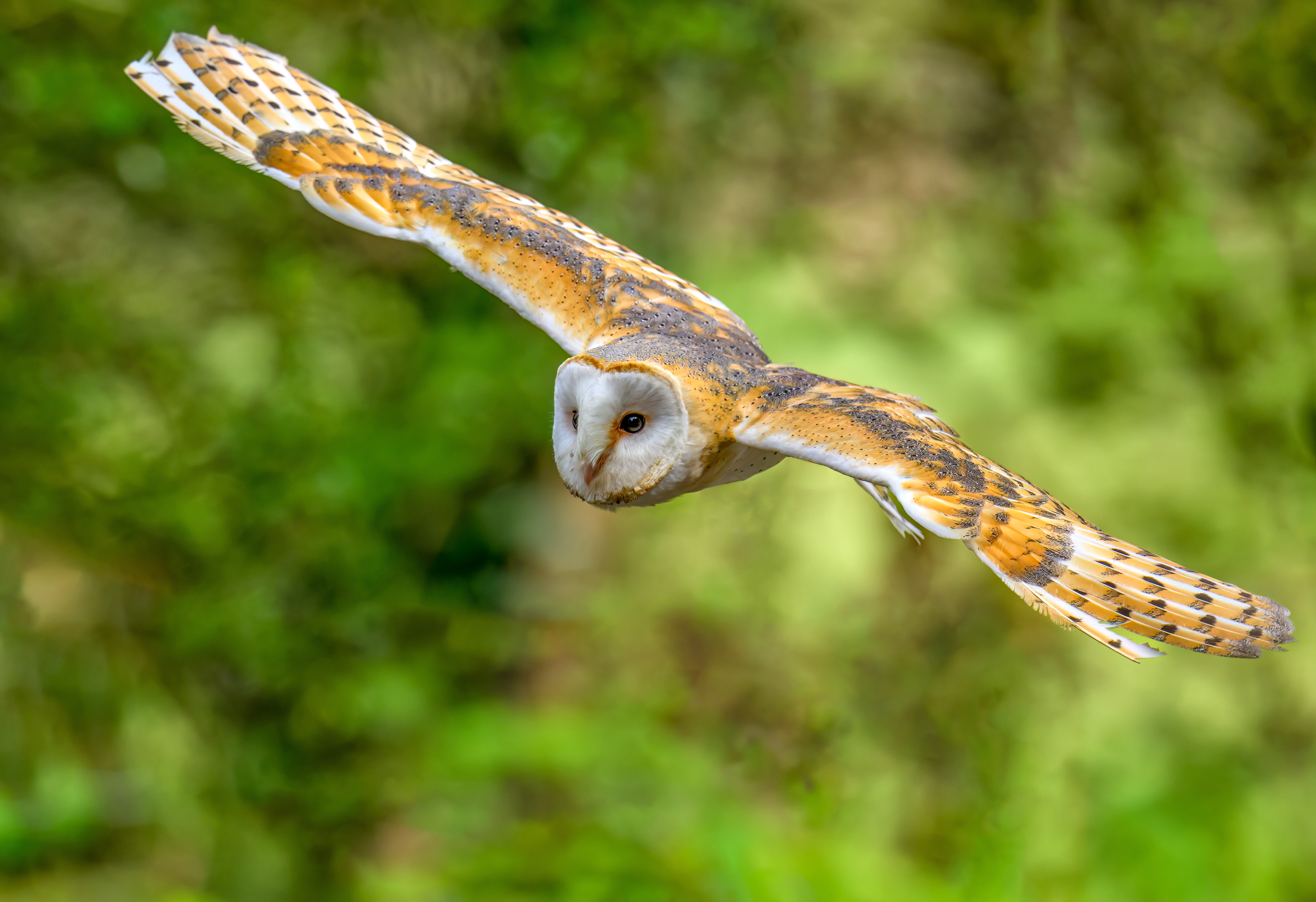 Barn Owl