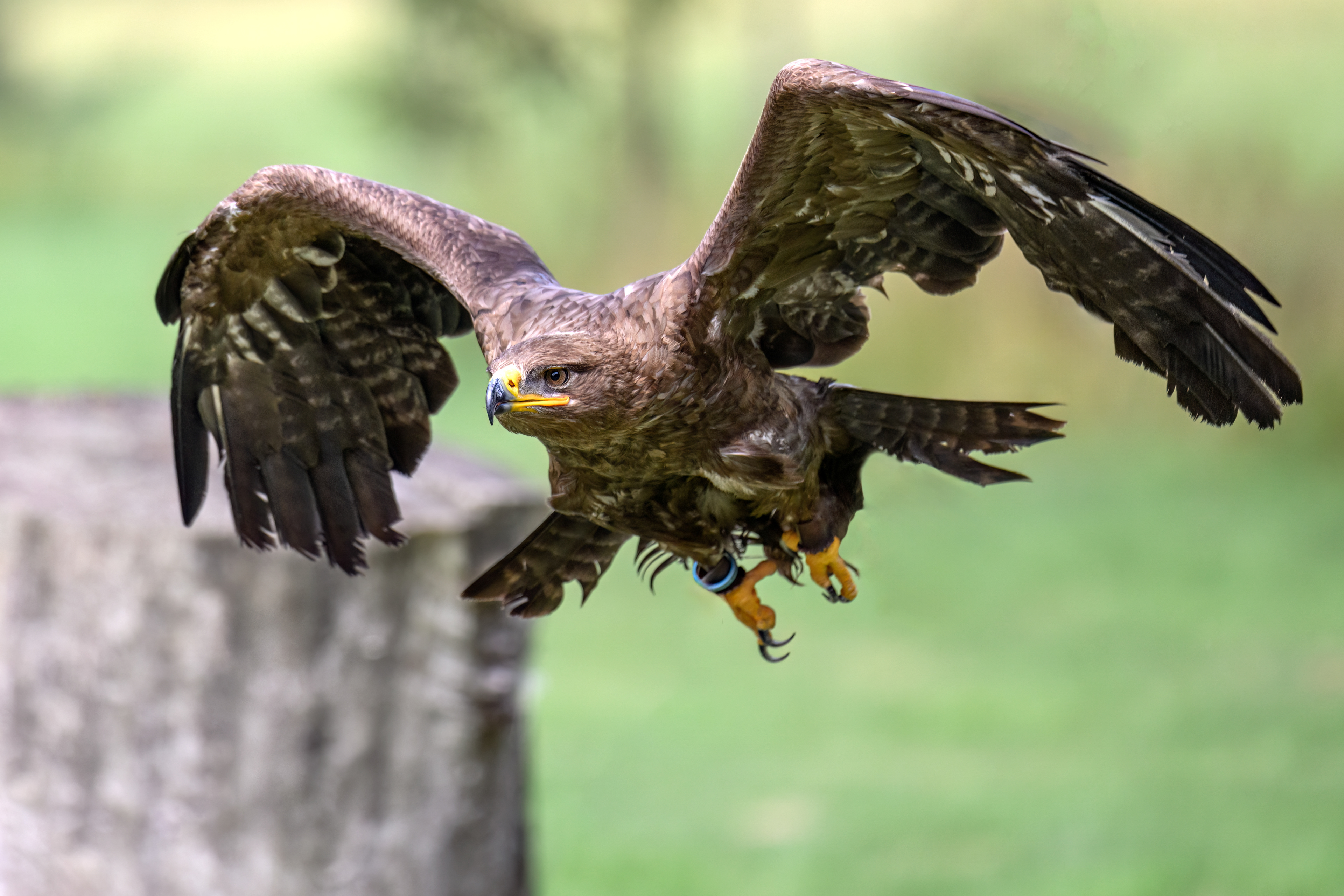 Steppe Buzzard