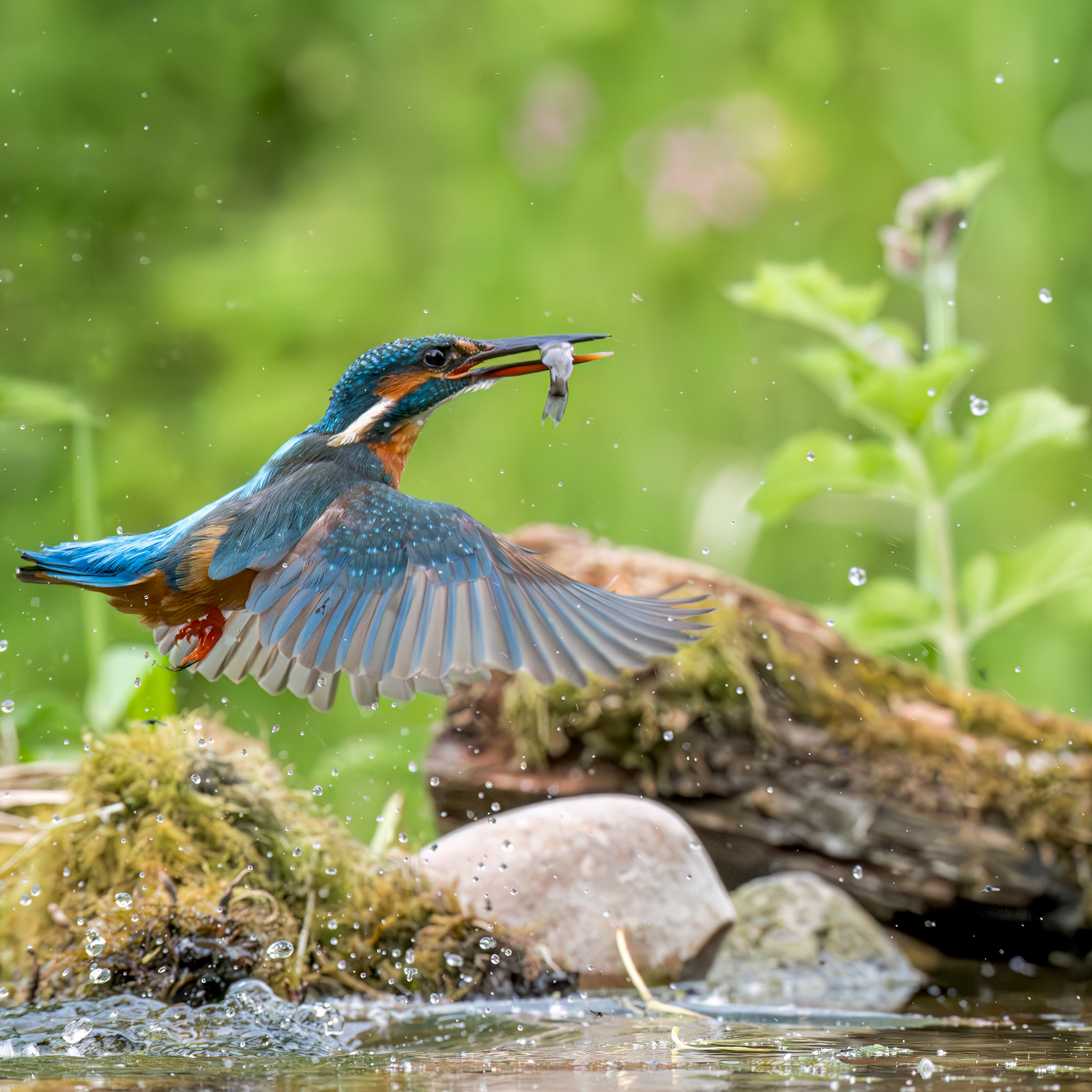 Common Kingfisher