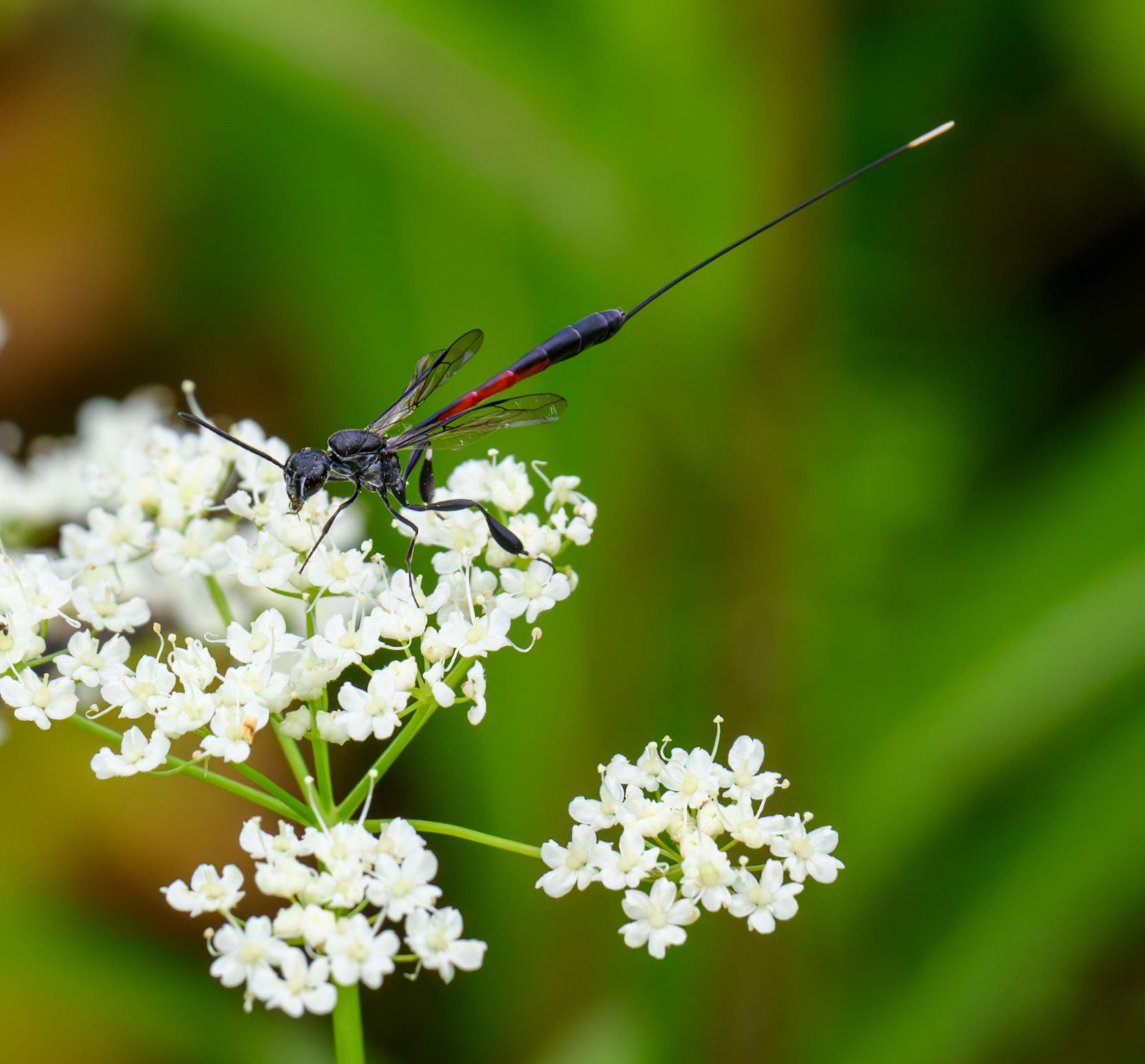 Sabre Wasp