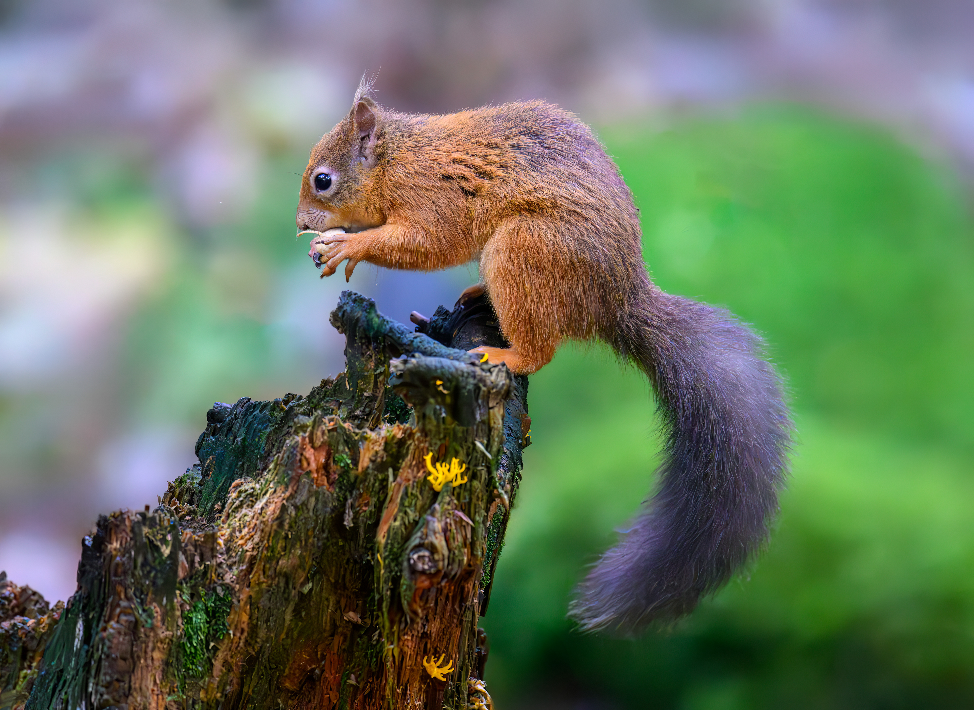 Red Squirrel