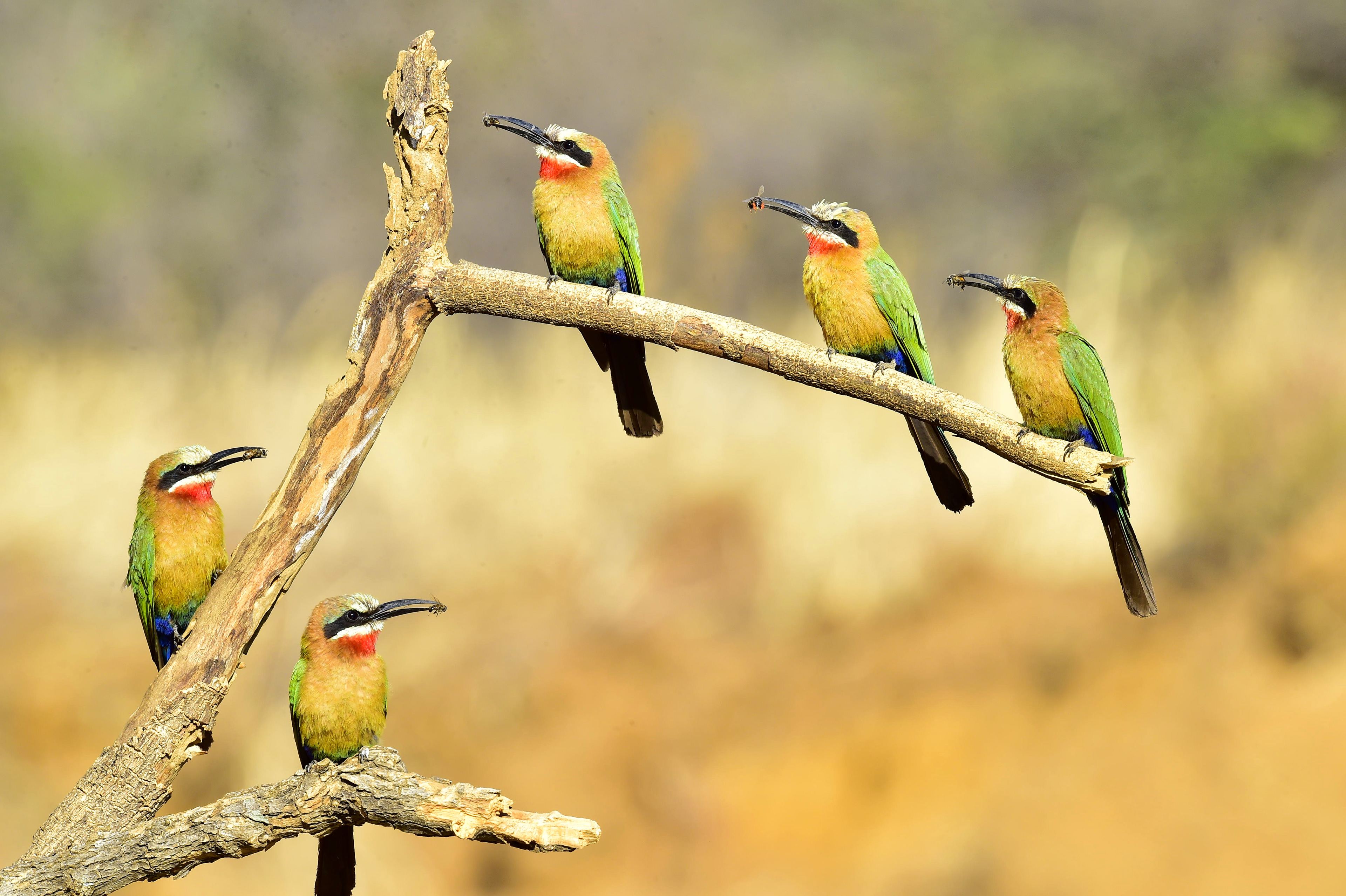 Bee Eaters