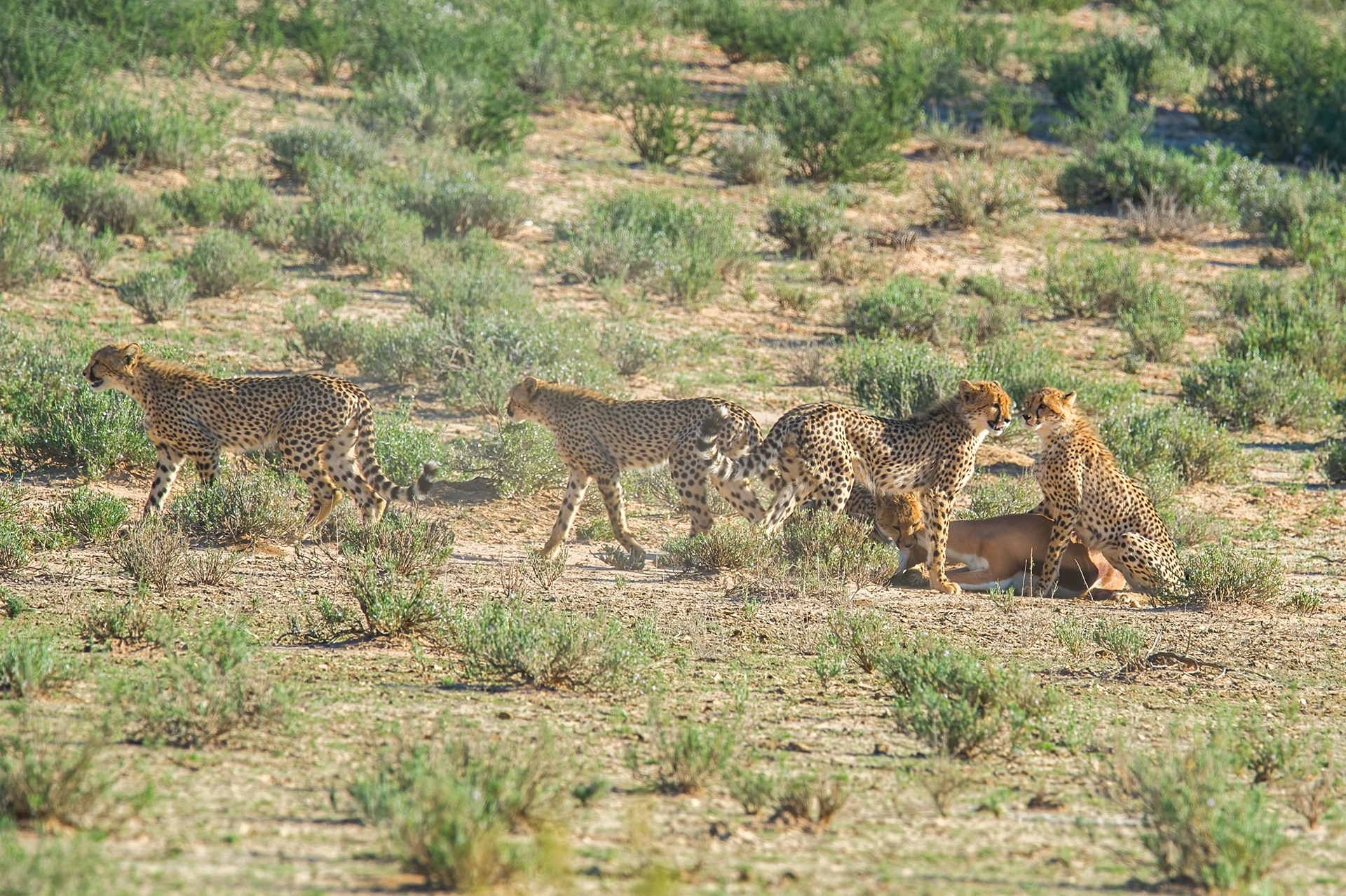 The kill by the coalition of Cheetah