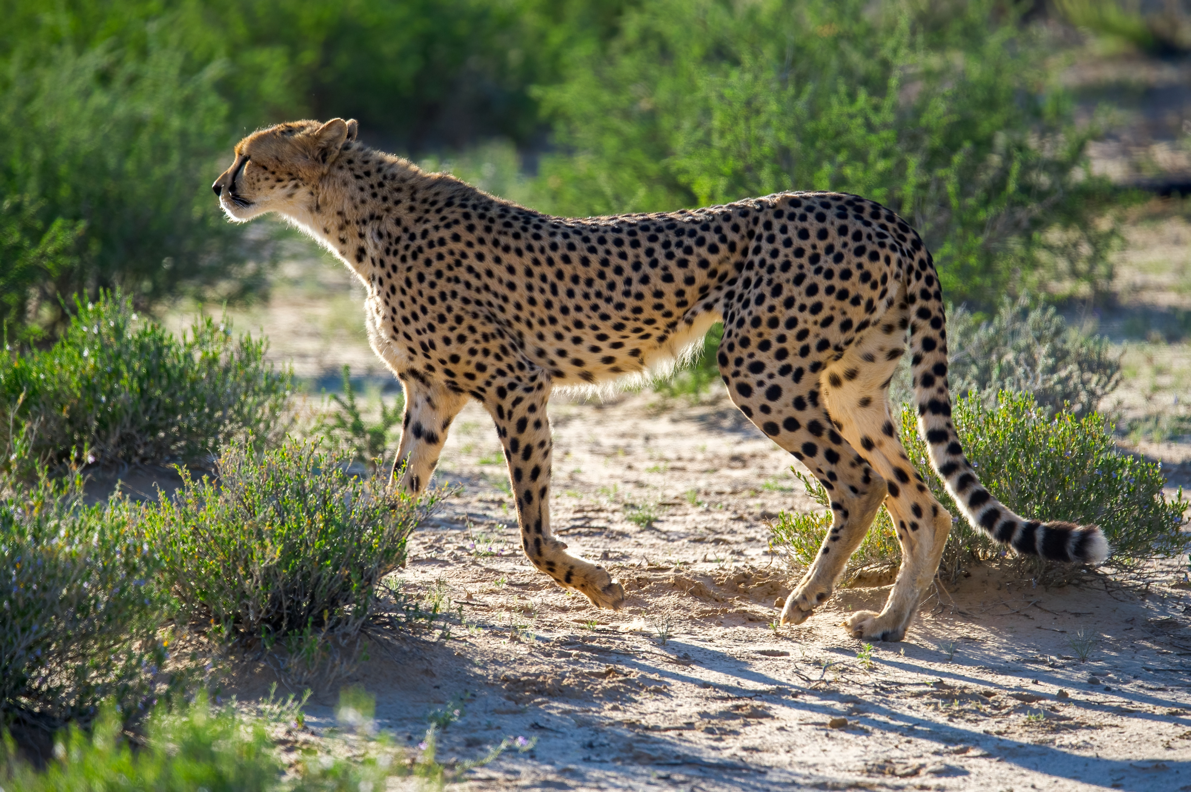 Adult Cheetah