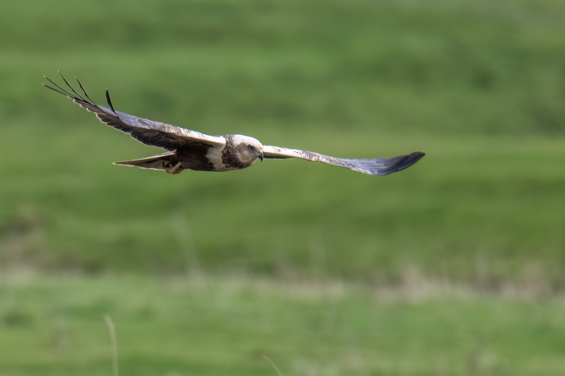 Marsh Harrier