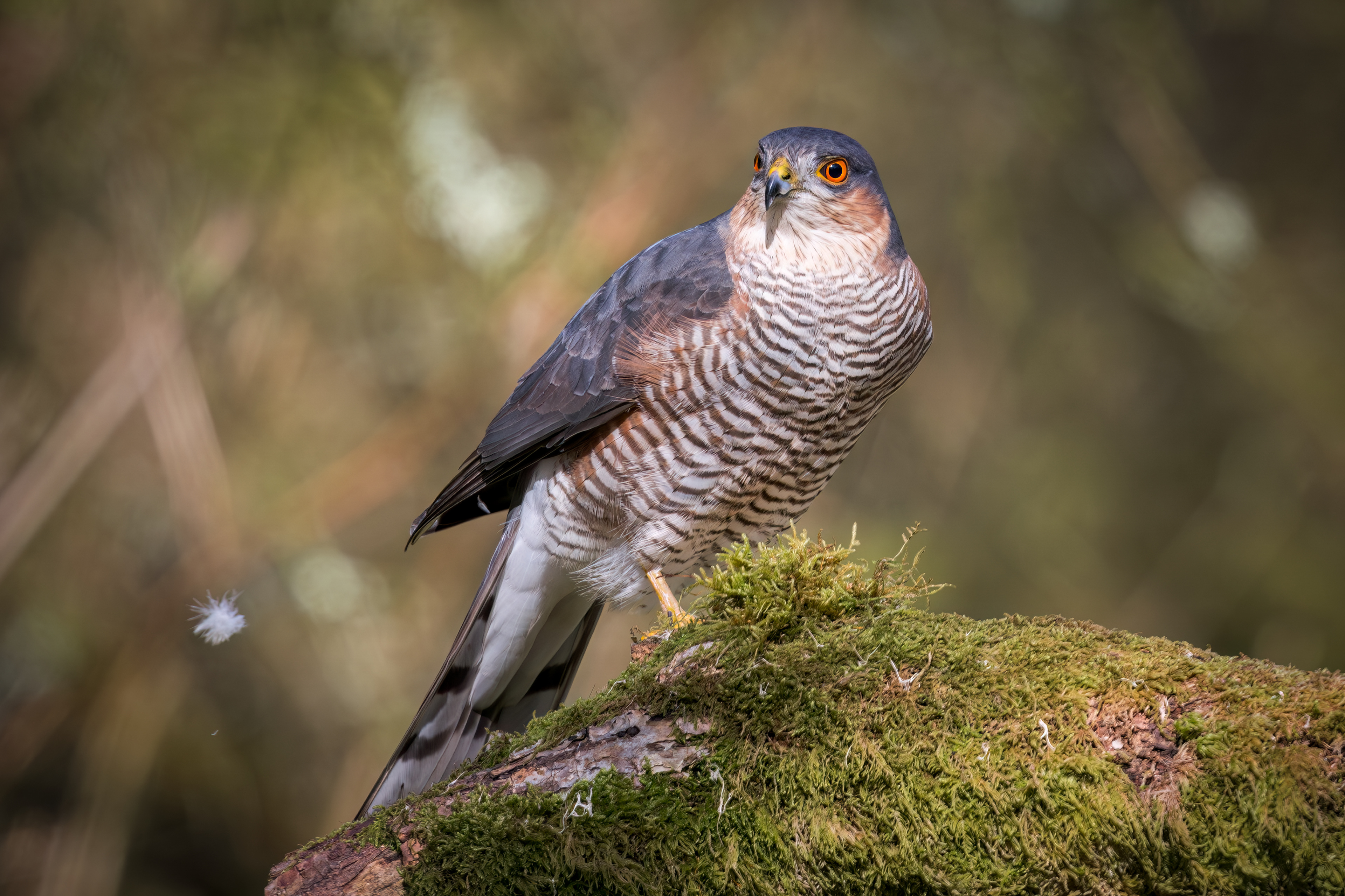 Sparrow Hawk