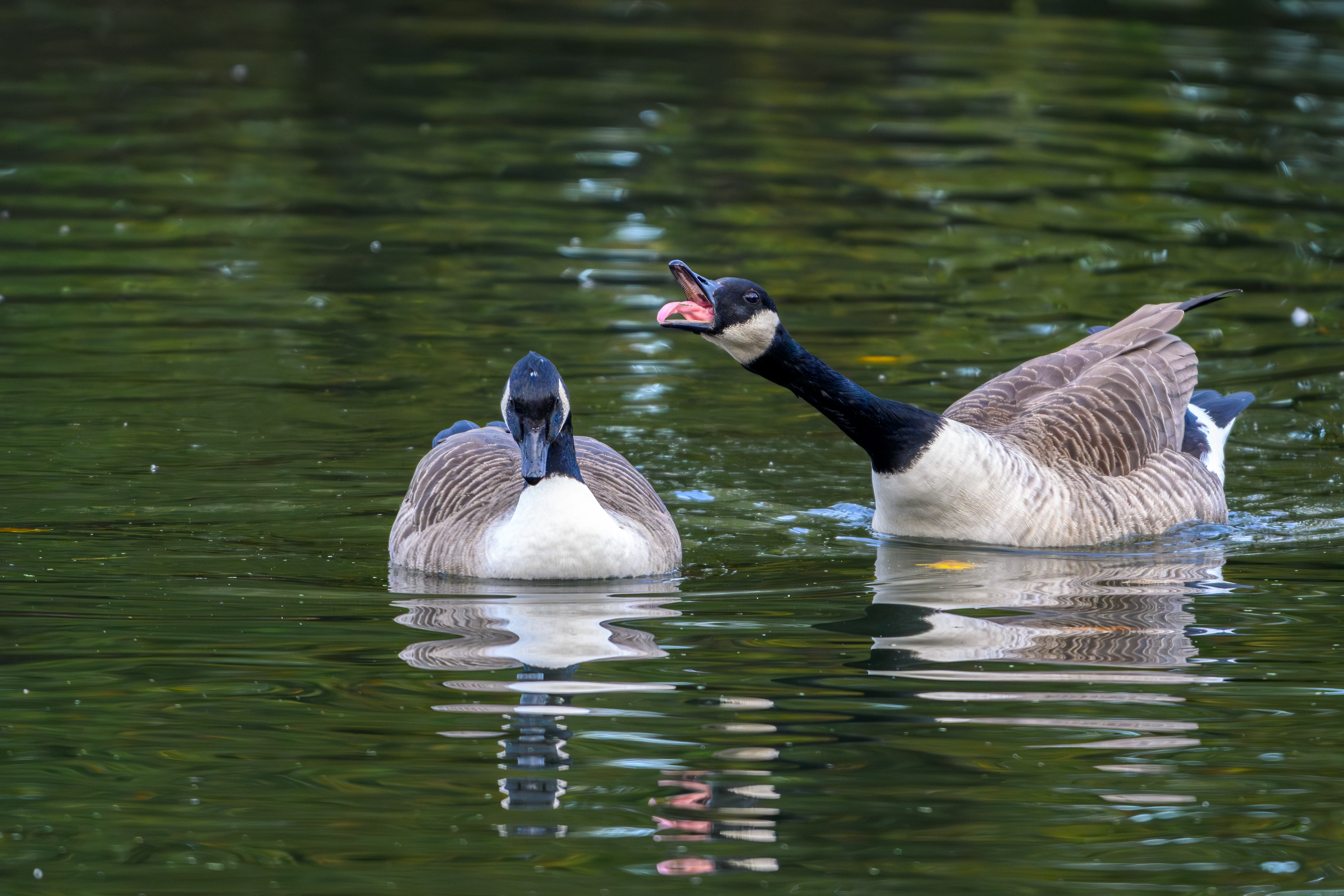 Canada Geese