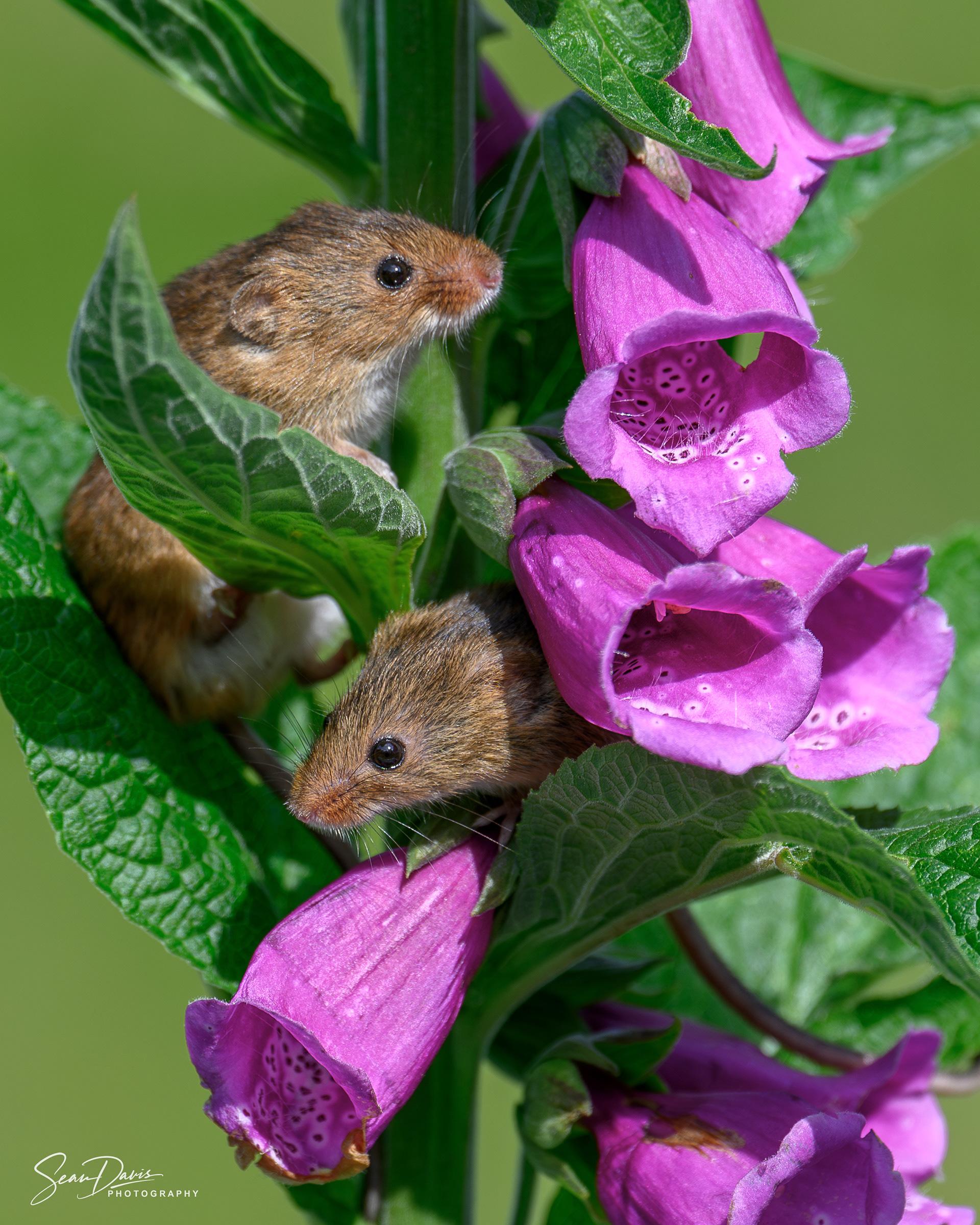 Harvest Mice