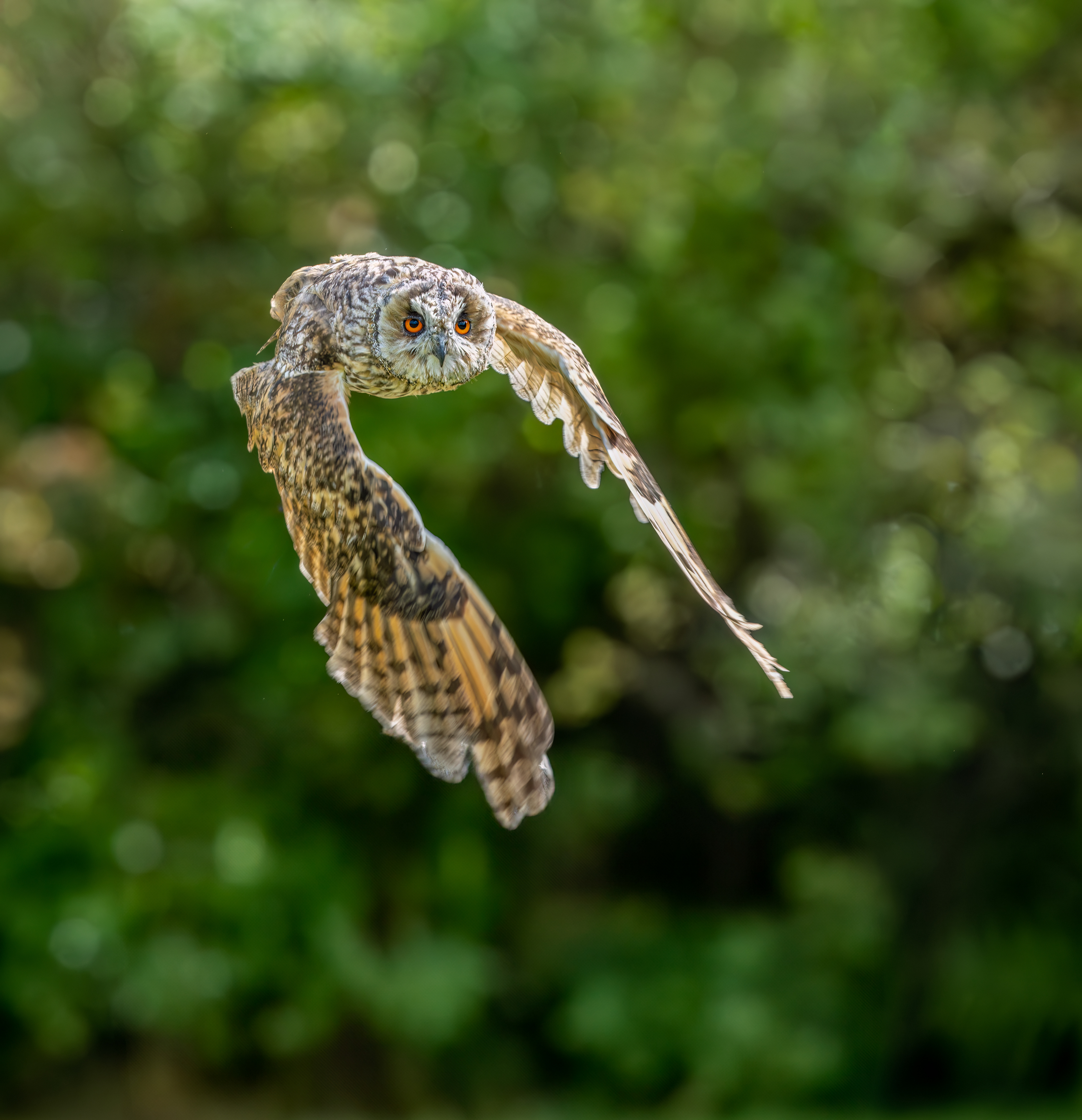 Long Eared Owl
