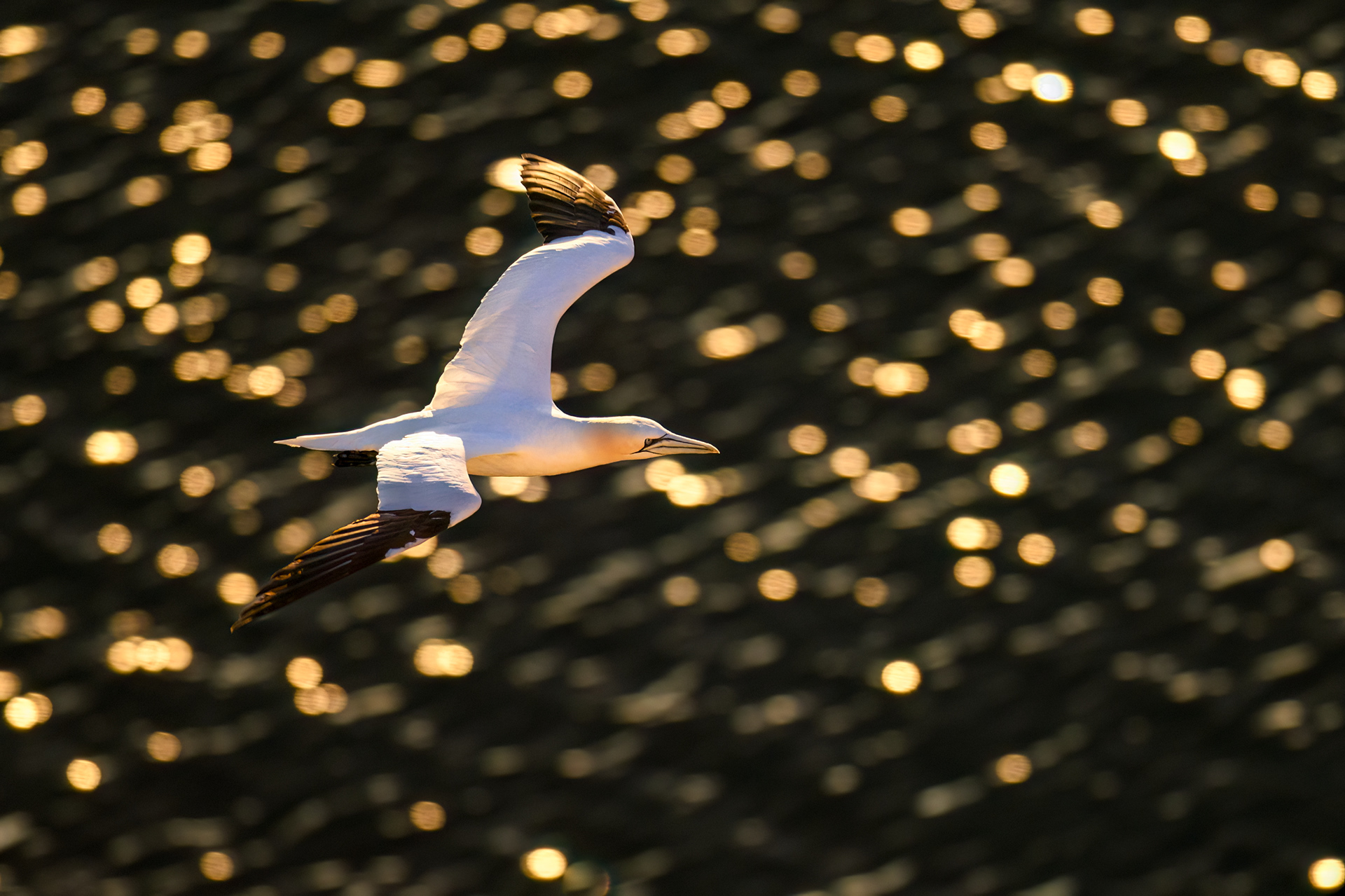 Gannet