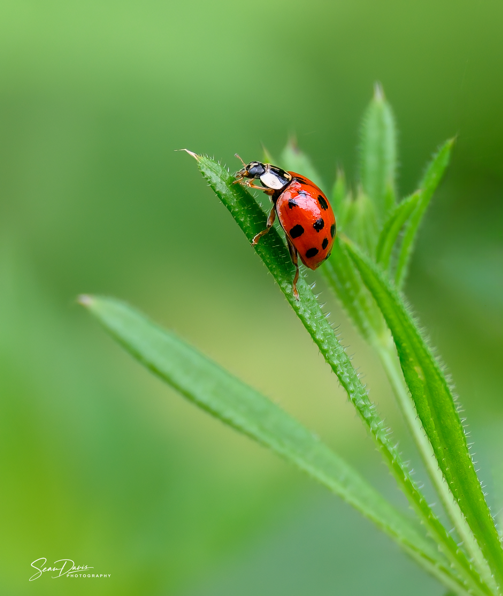 Lady Bettle