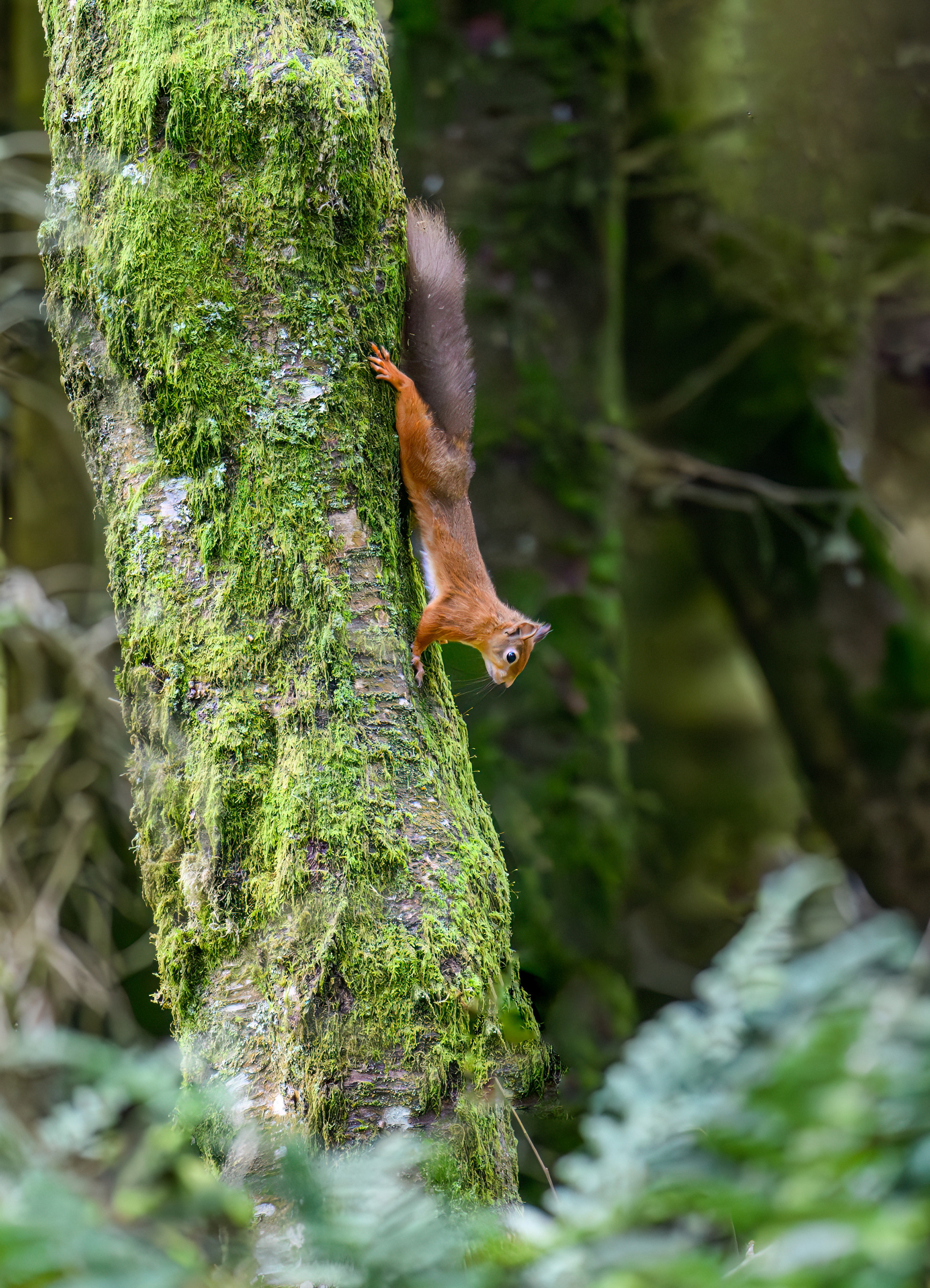 Red Squirrel