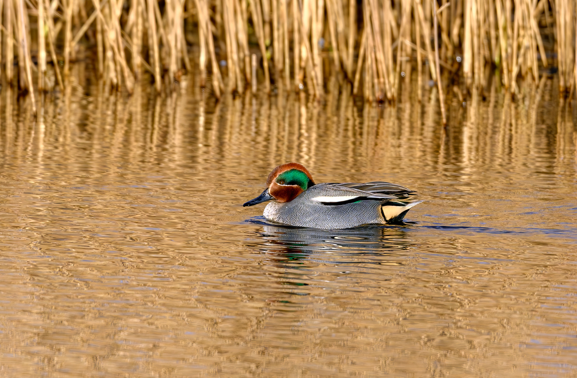 Green Winged Teal