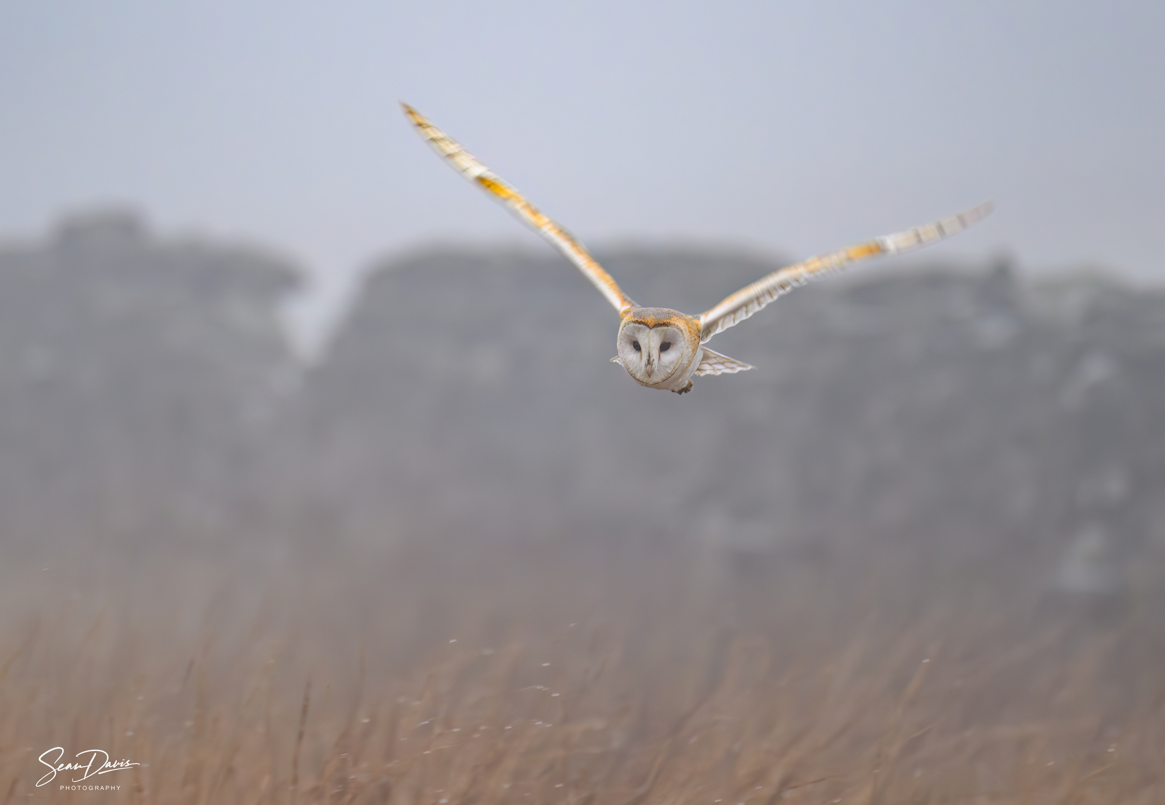 Barn Owl