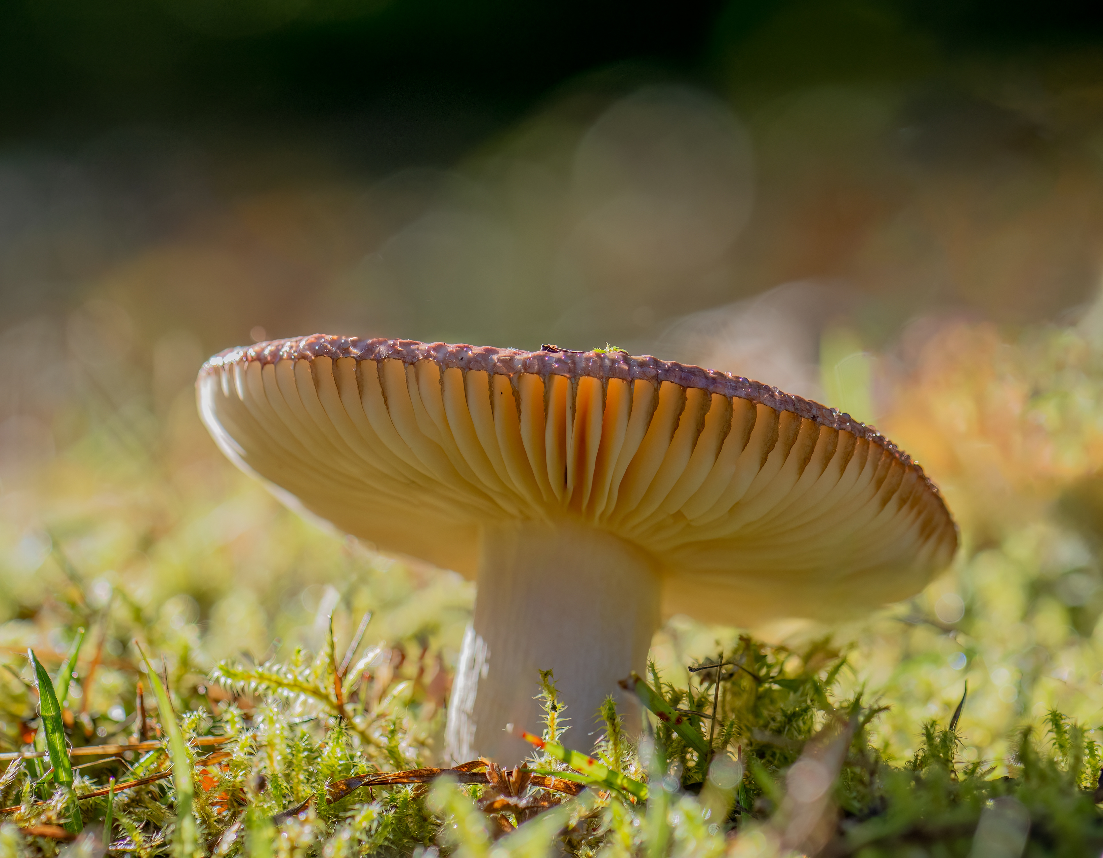 Fly Agaric