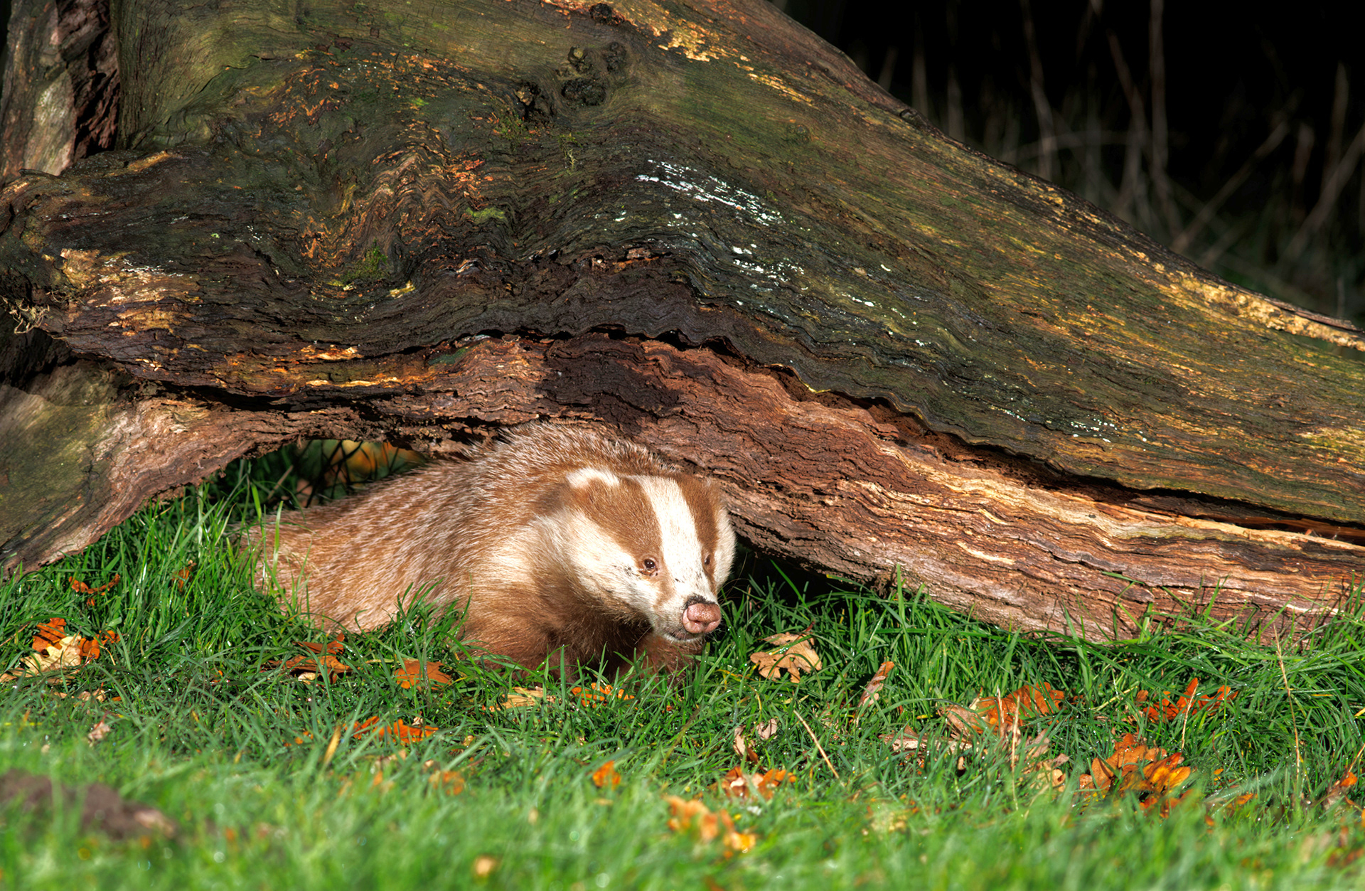 Erythristic European Badger