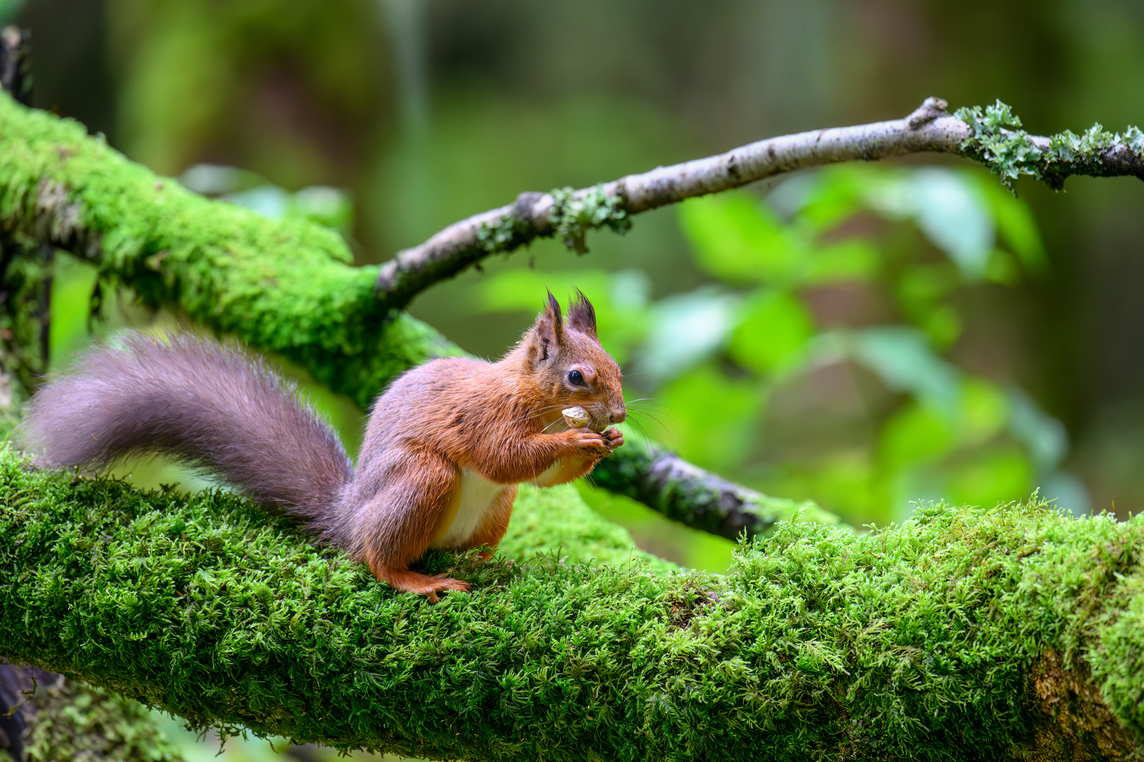 Red Squirrel