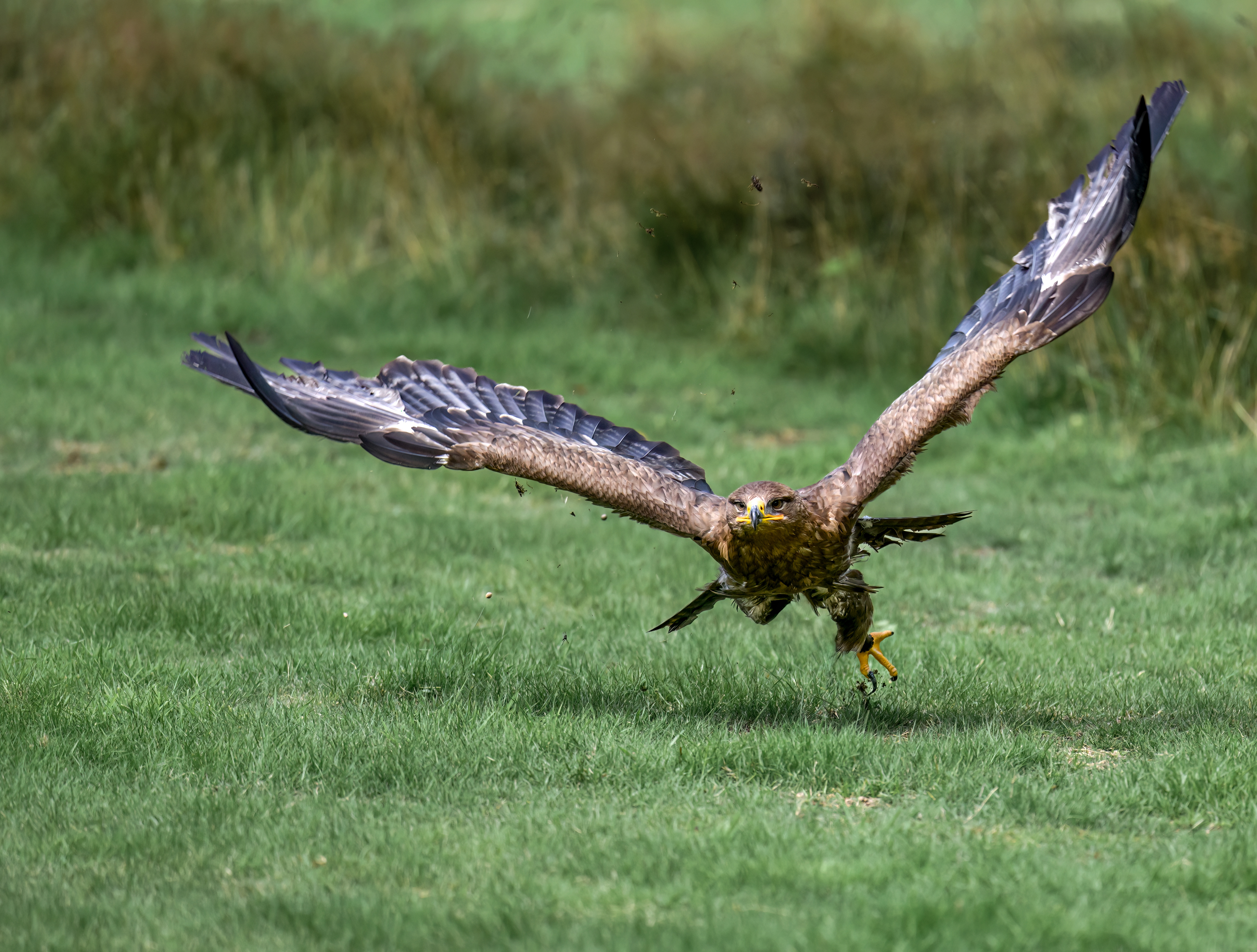 Steppe Buzzard